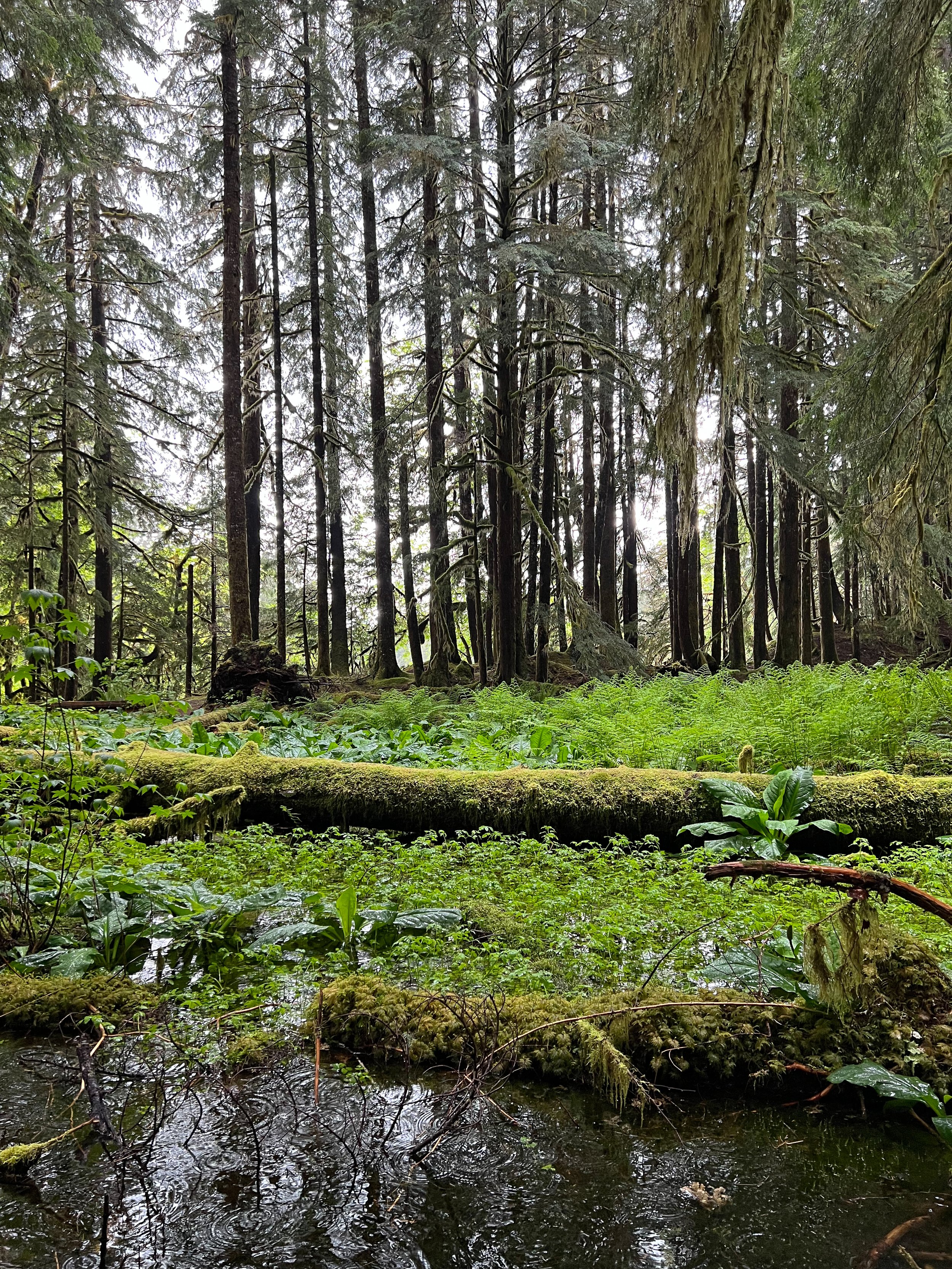 Smart Guide: Tips for Hiking in the Rain