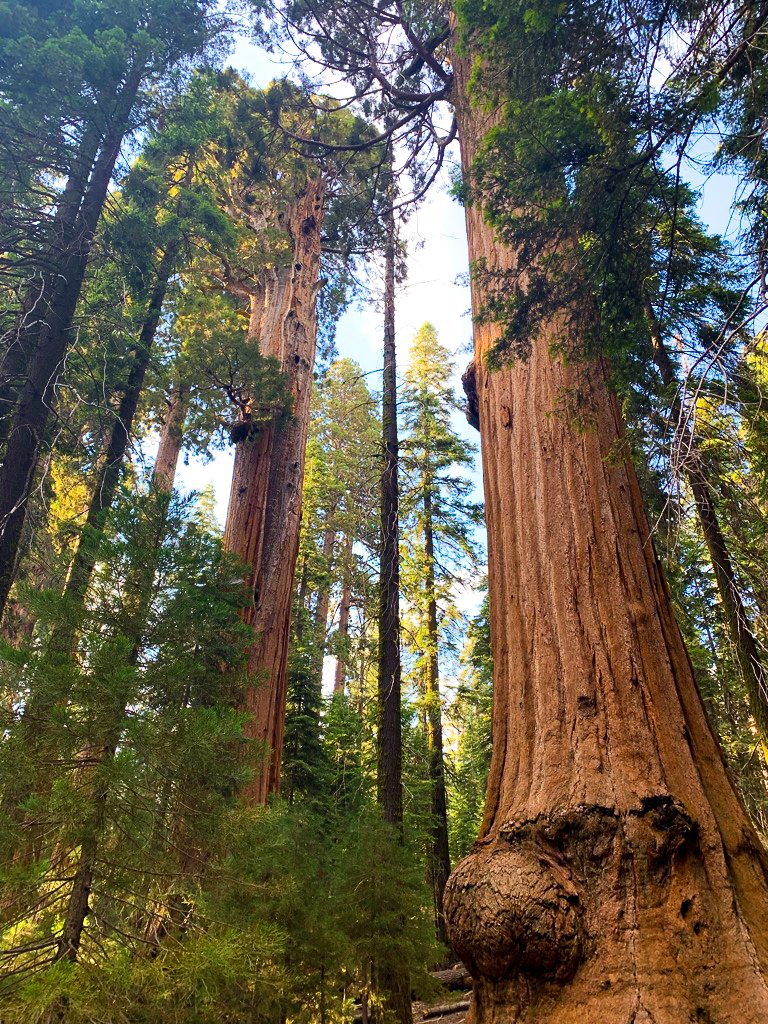 Discover the High Sierra: Hiking Trails in Kings Canyon National Park You Can't Miss