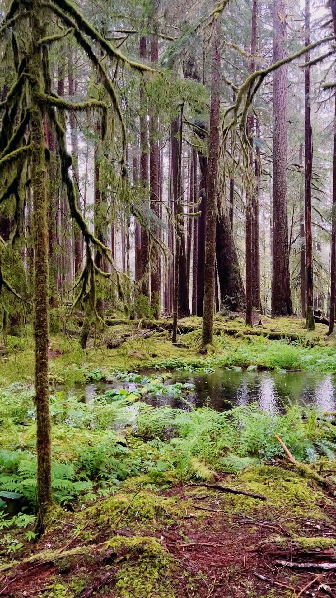 The Ecosystems of Olympic National Park