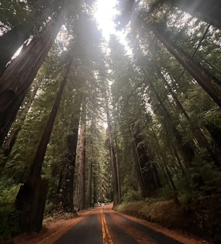all-about-california-s-avenue-of-the-giants-exploring-the-majestic