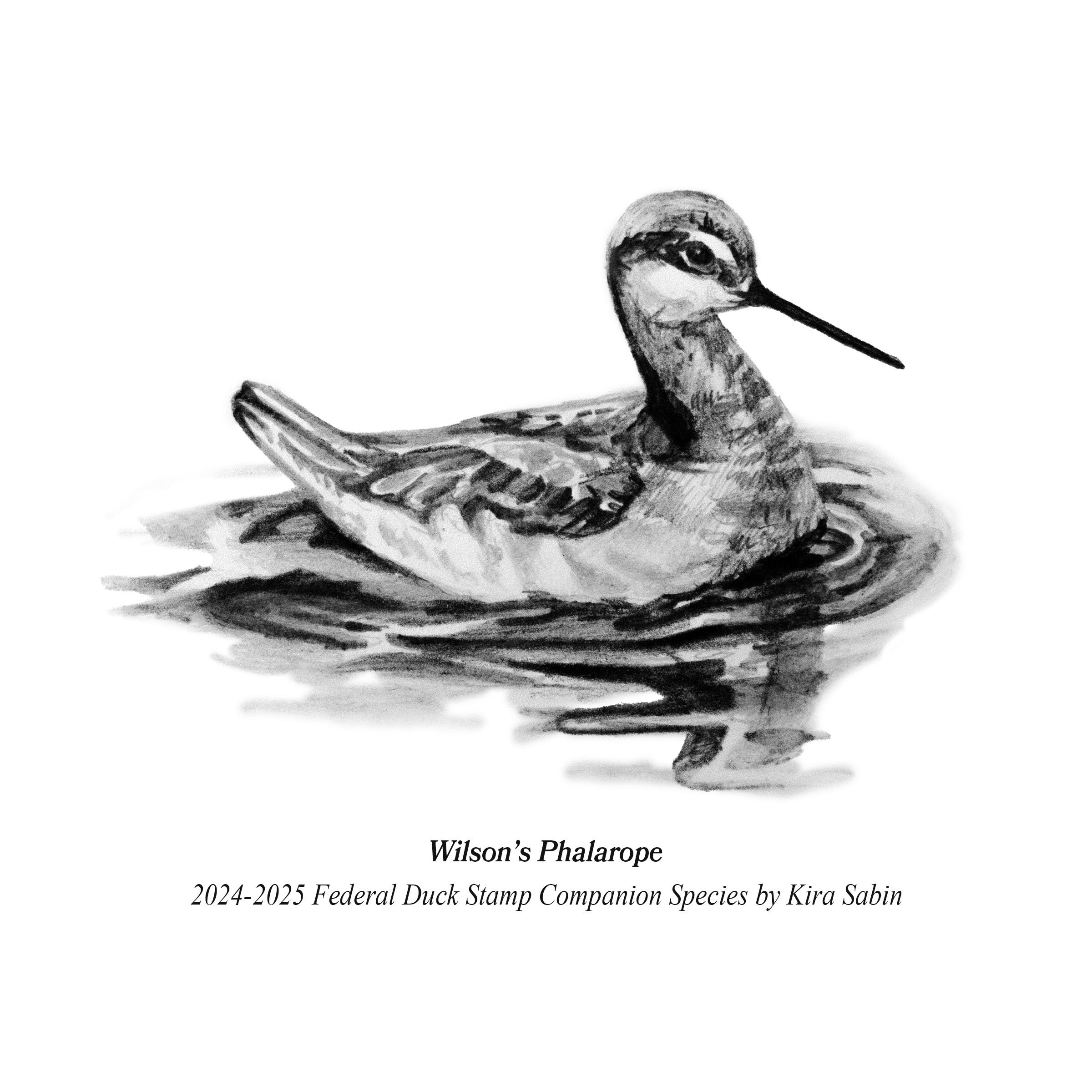 wilson'sPhalarope1.jpg