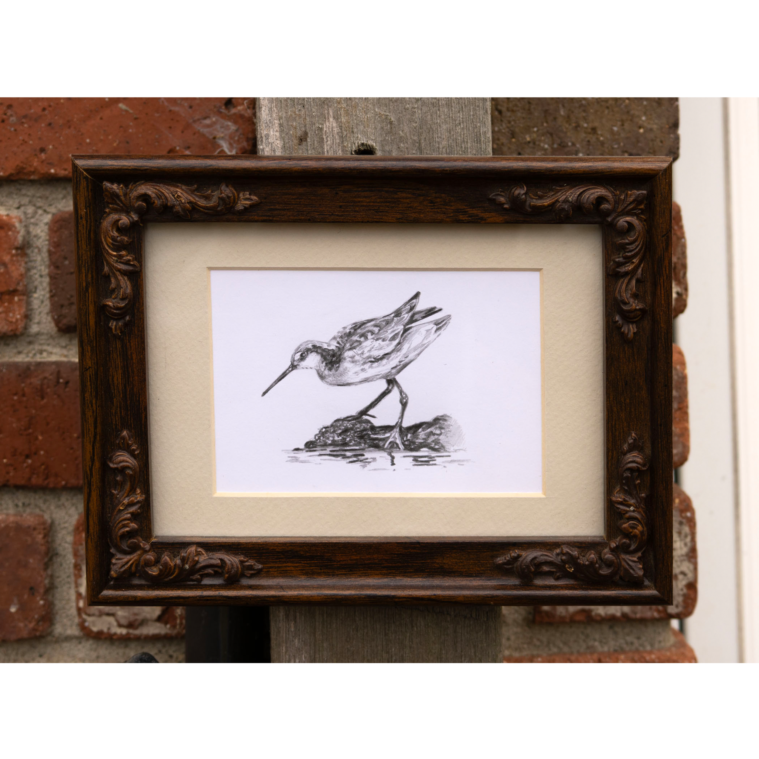 Female Wilson's Phalarope (Original)