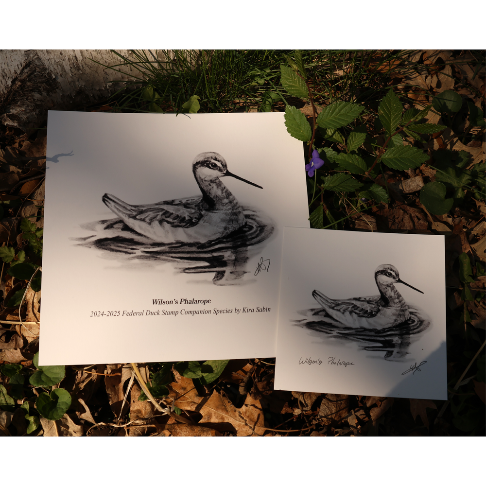 Raspberry Toodle Art Collective