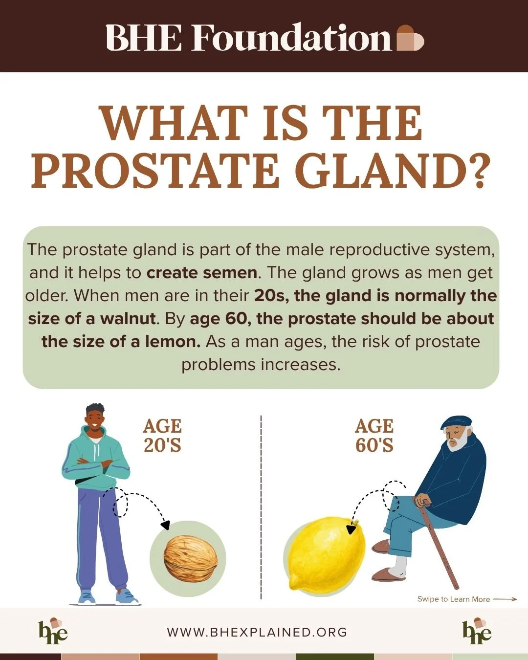 What is the Prostate Gland.jpg