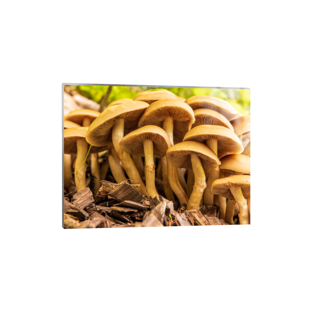 metalprint_rectangle3_4_259_0_3012_2259_0_false_ffffff_0_0.png
