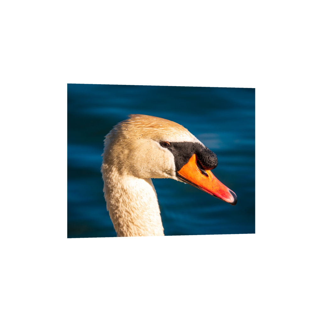fineartprints_rectangle4_5_255_0_4560_3648_0_false_ffffff_0_0.png