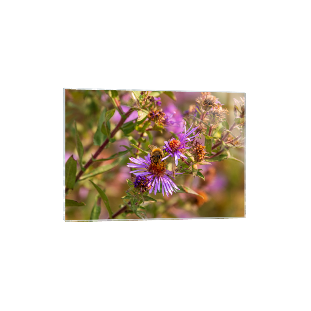 acrylicprint_rectangle5_7_254_0_4453_3181_0_false_ffffff_0_0.png