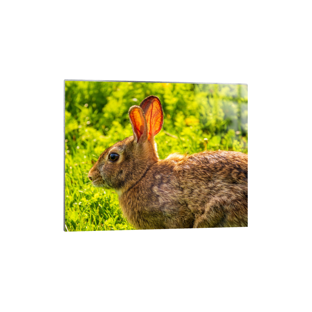 metalprint_rectangle4_5_911_0_4560_3648_0_false_ffffff_0_0.png