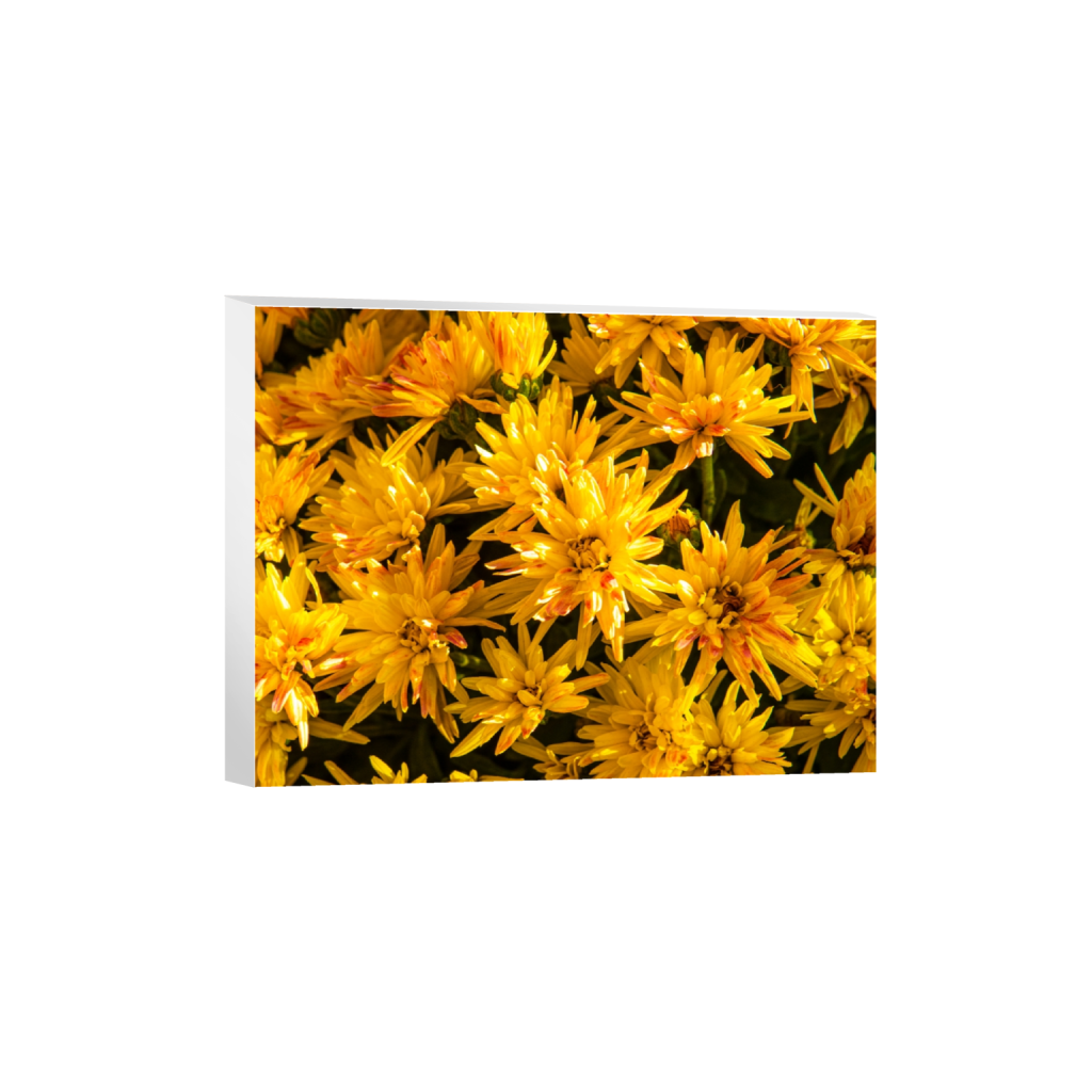 canvas_rectangle3_4_237_0_3805_2854_0_false_ffffff_0_0.png