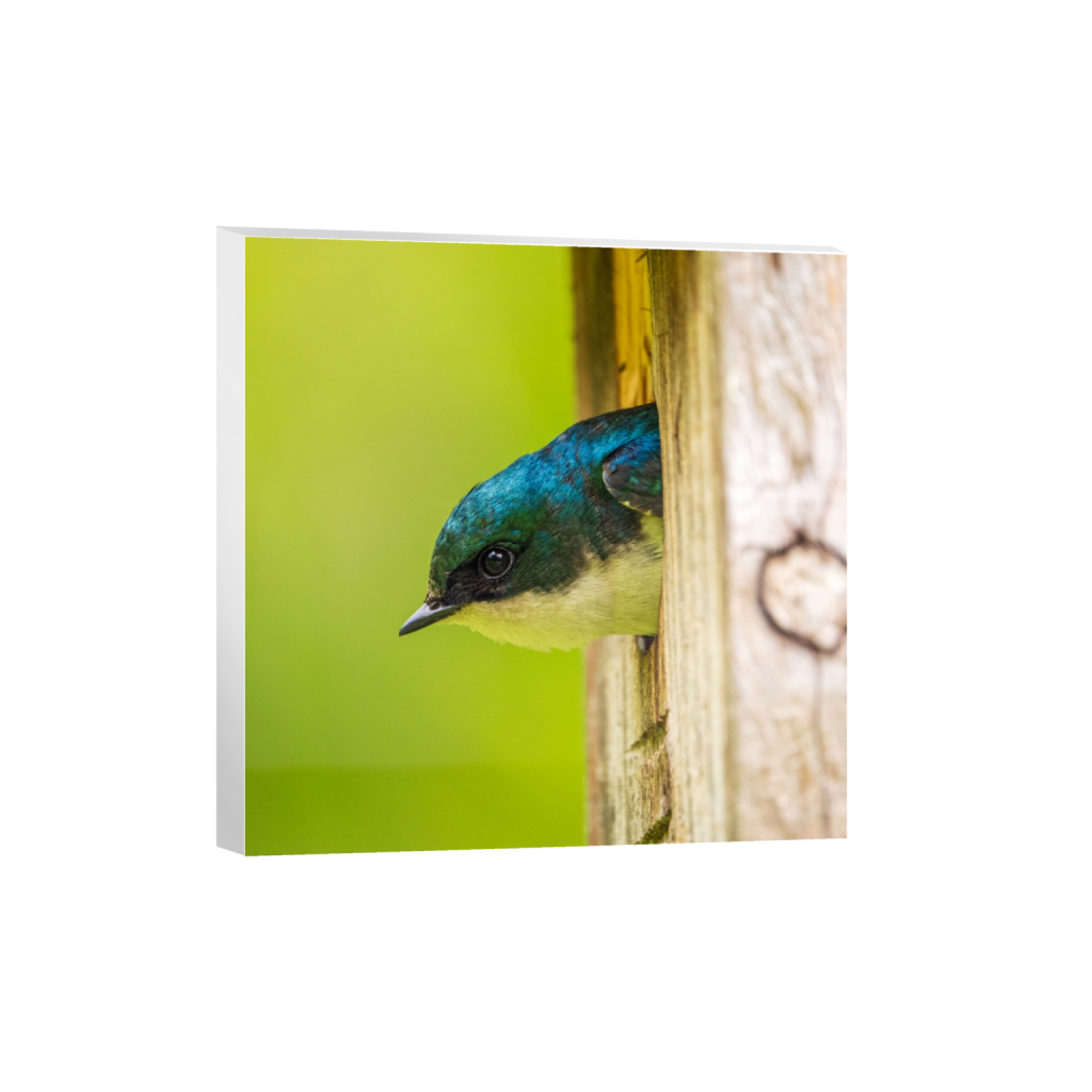 canvas_square_857_0_3648_3648_0_false_ffffff_0_0.png