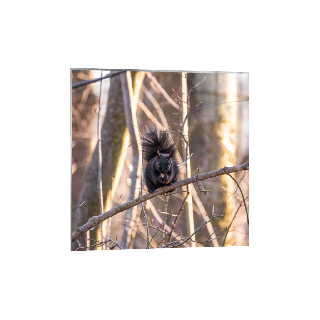 metalprint_square_811_0_3313_3313_0_false_ffffff_0_0.png