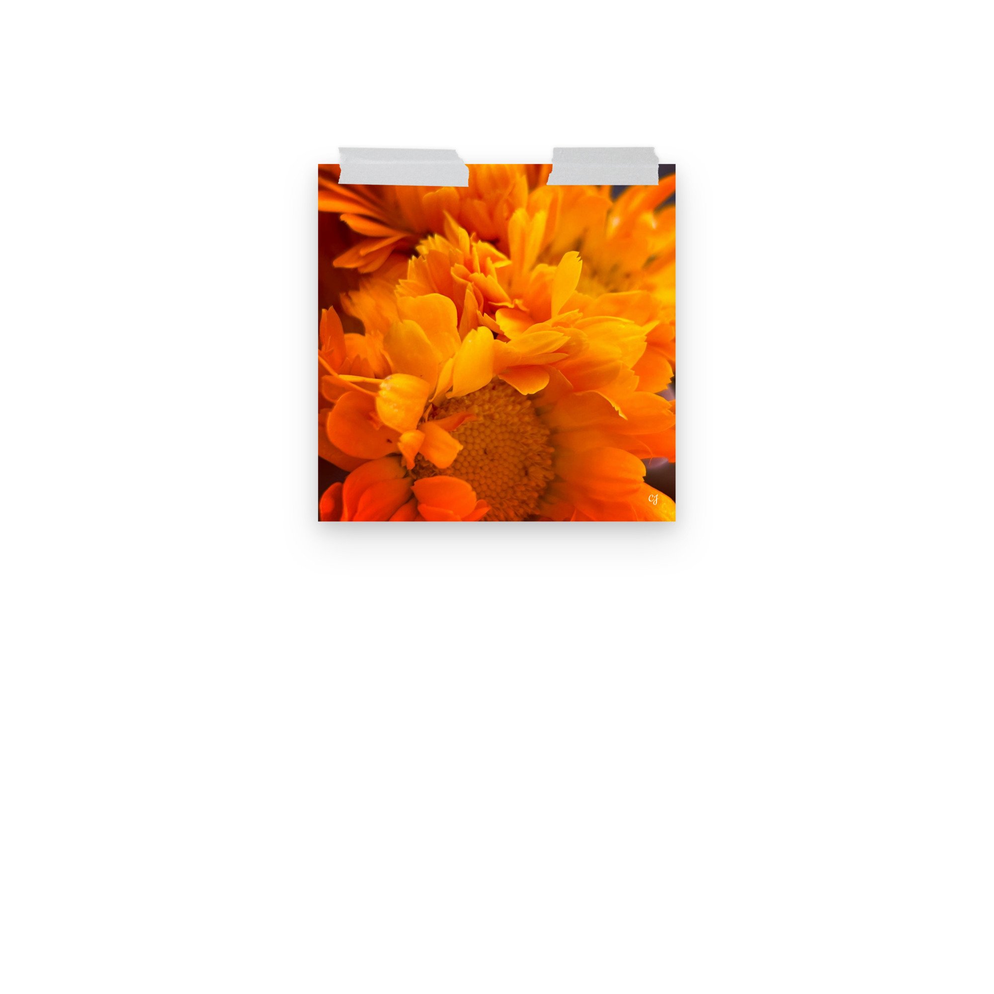 premium-luster-photo-paper-poster-(in)-10x10-front-3-656cc647ae71a.jpg