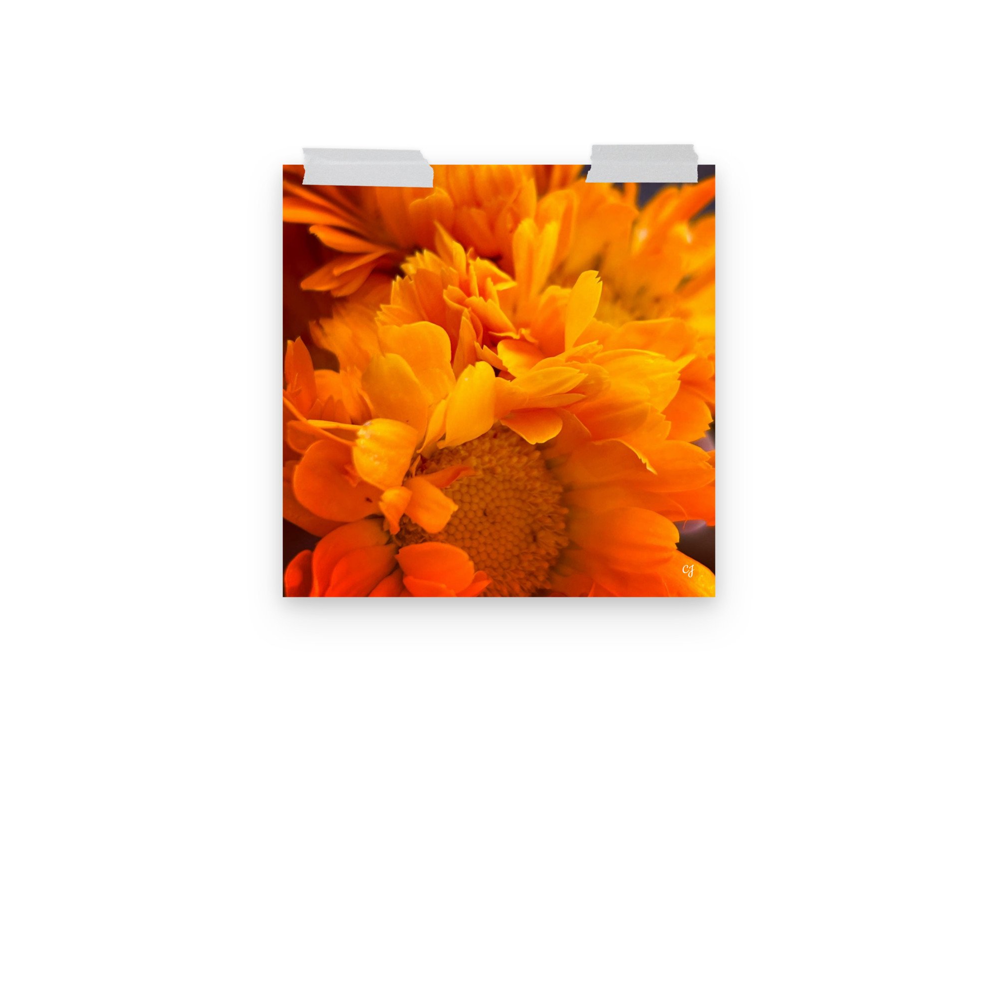 premium-luster-photo-paper-poster-(in)-12x12-front-3-656cc647ae898.jpg