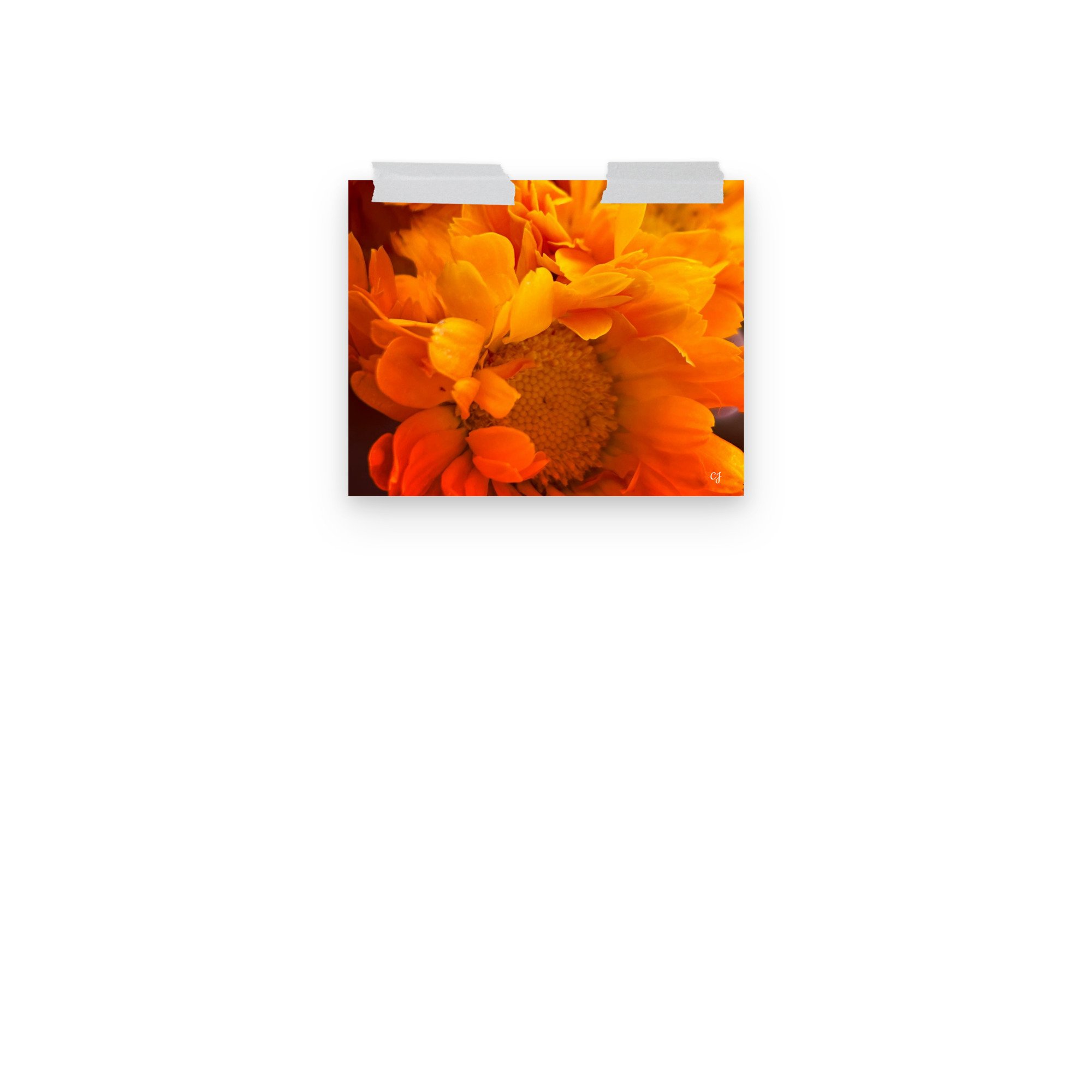 premium-luster-photo-paper-poster-(in)-8x10-front-3-656cc647aec93.jpg