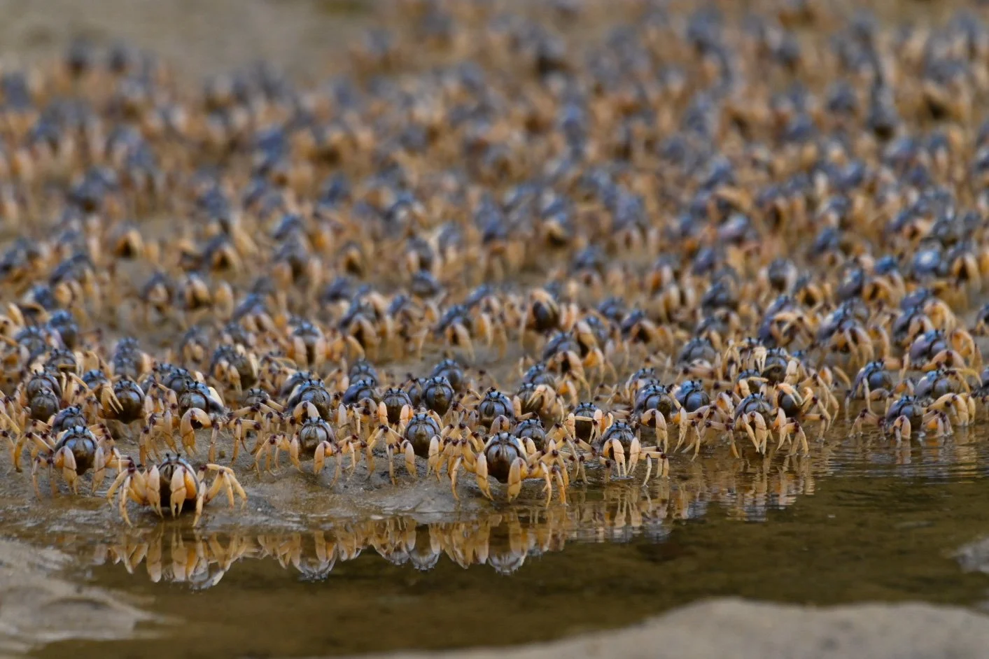Soldier Crab army