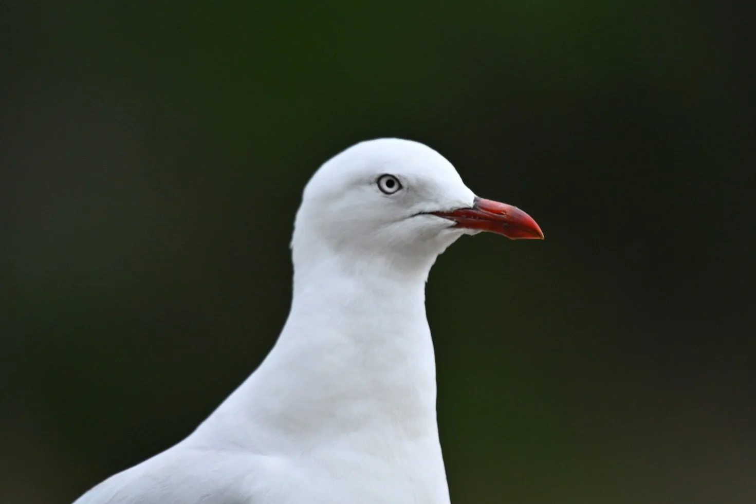 Mr Seagull