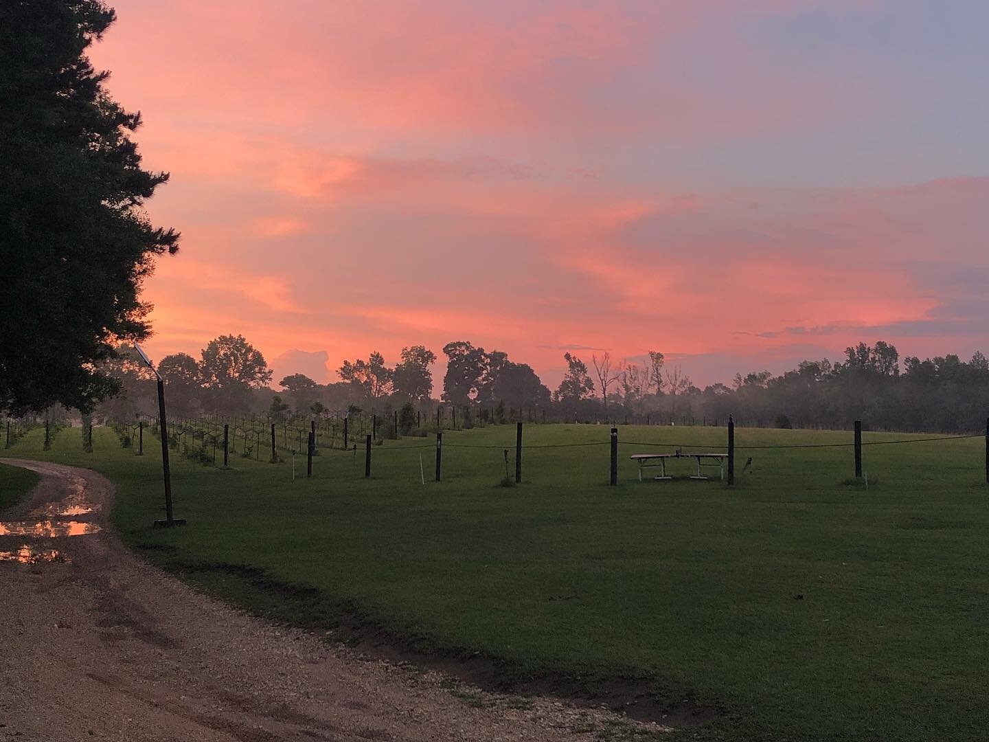 A stunning sunset at Wild Bush after the rain. The sky was ablaze with vibrant colors, creating a breathtaking scene. The beauty of this place never ceases to amaze me. #vineyardsunset #wildbush