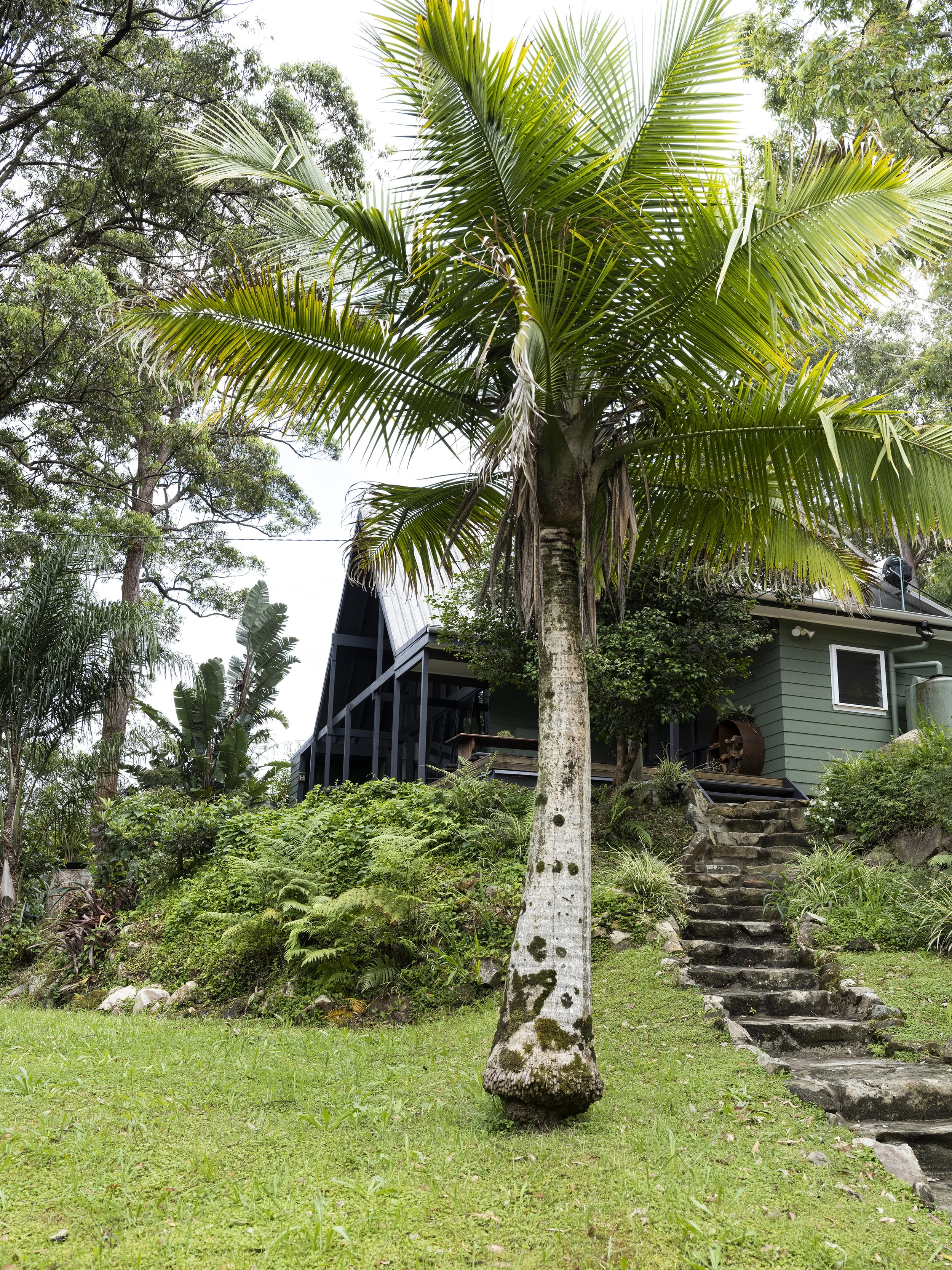 Pathway to Seals Way cabin through lush gardens and native palms