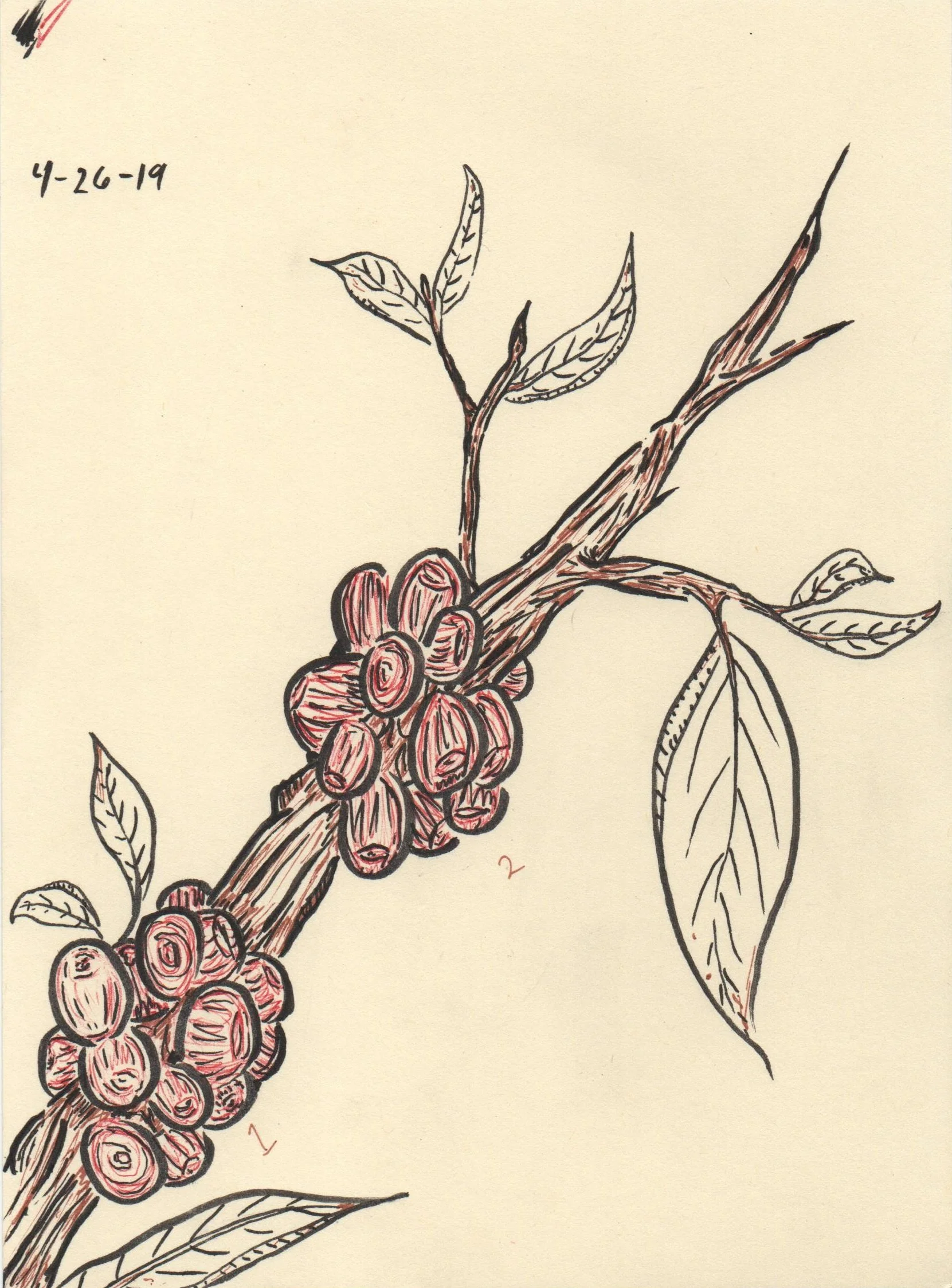 Coffee Sample2.jpg