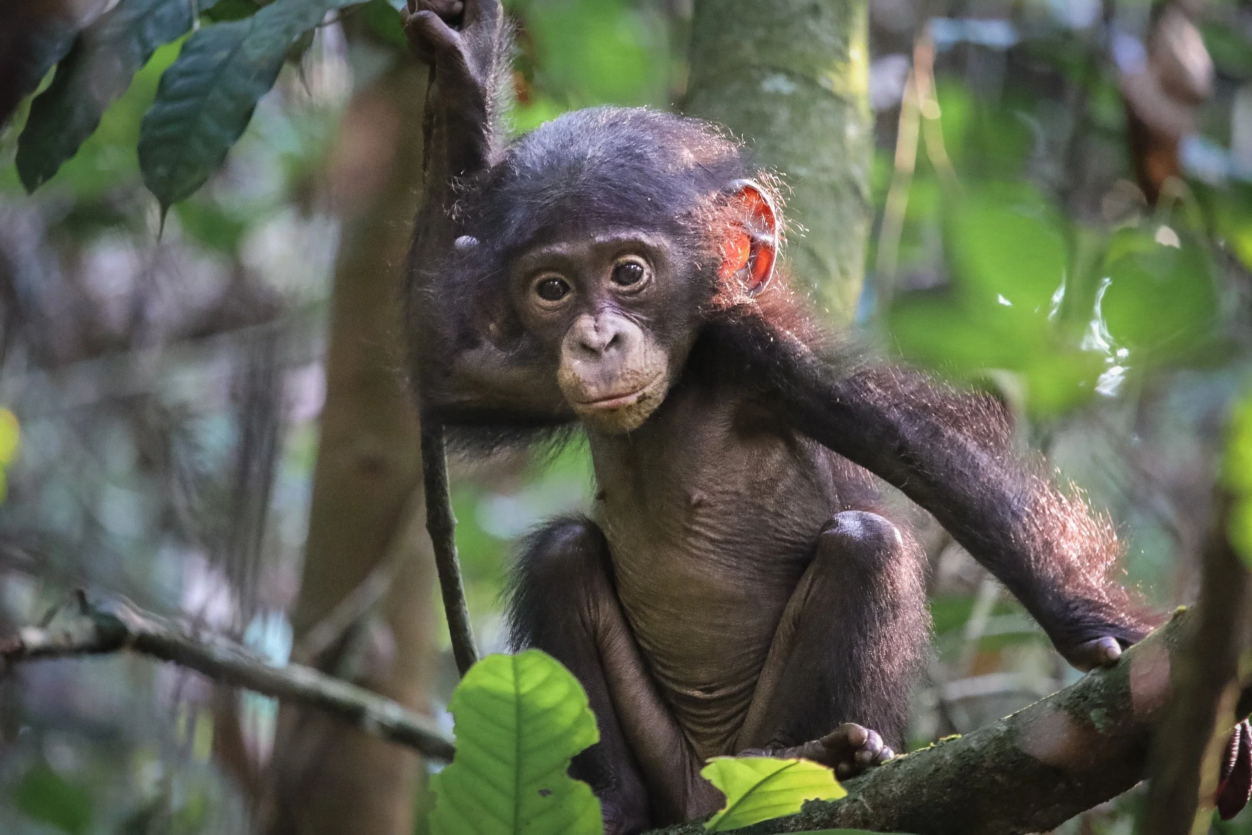 Baby bonobo 3.jpg