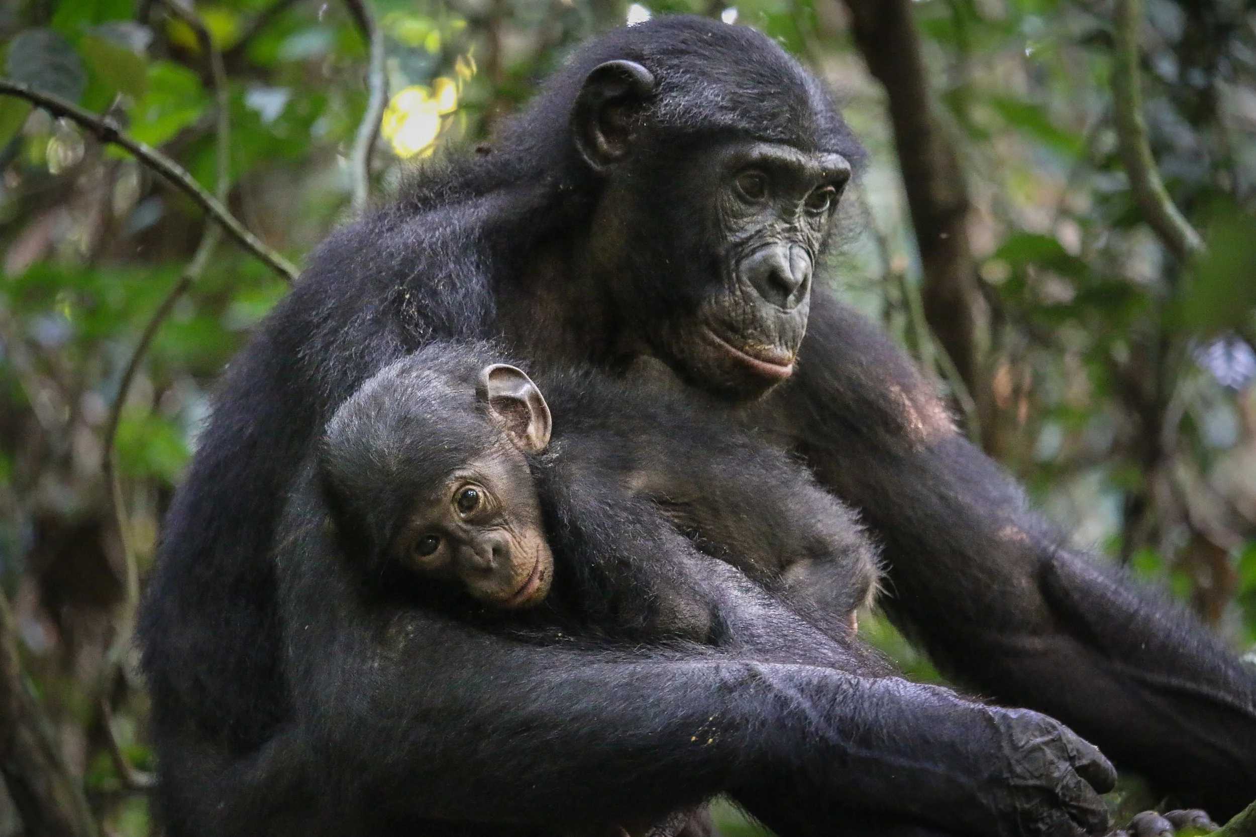 Bonobo and baby 4.jpg