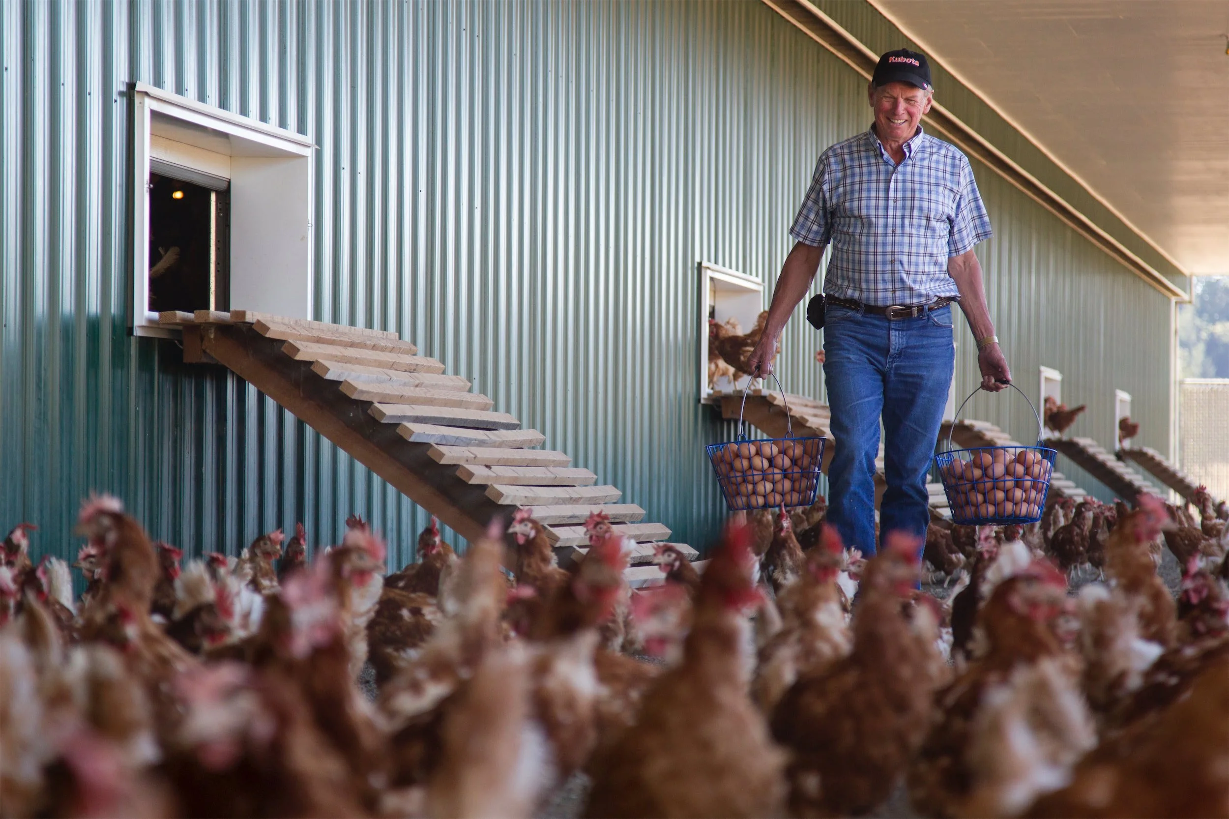 Eggs — Springford Farm