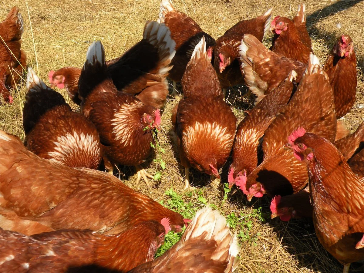 Eggs — Springford Farm