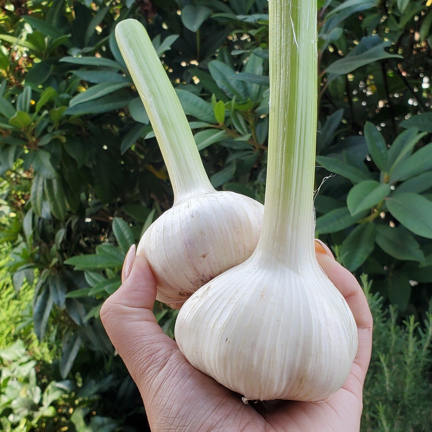 Fresh, summery produce is filling up our market this week!! 😍  We are open 10-6, Thurs &amp; Fri and 10-5, Sat &amp; Sun.
 
🧄Look at this massive garlic from Cousin Andrew down in Saanich! Freshly harvested - these bulbs are beautiful!
 
💚We have 