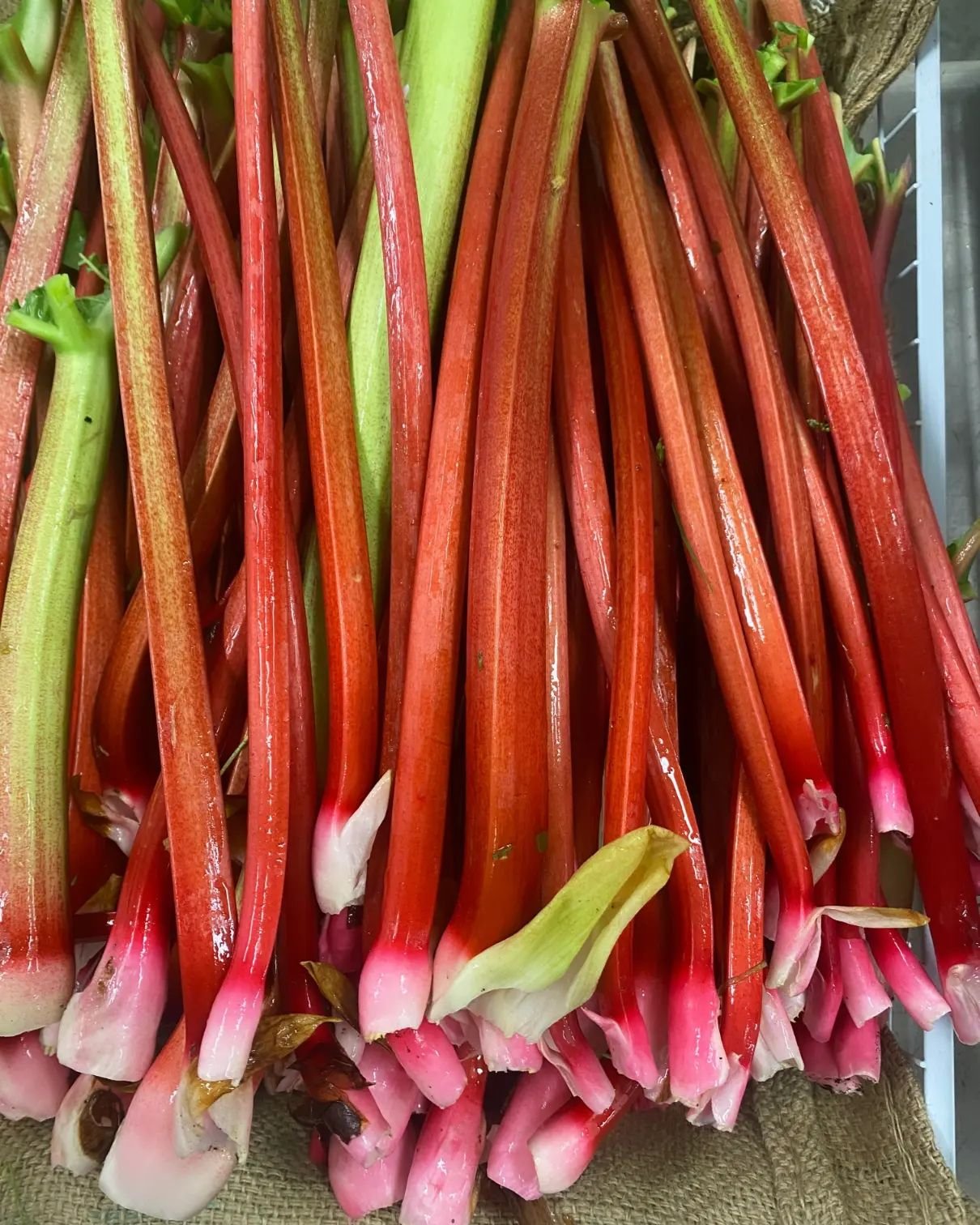 Happy Thursday! ☔ It might be grey and wet out there, but our market is bursting with fresh, vibrant, colourful local produce!! We're open 10-5, Thursday to Sunday so drop by to #ShopLocal!
 
🩷 First of the season spring rhubarb was freshly harveste
