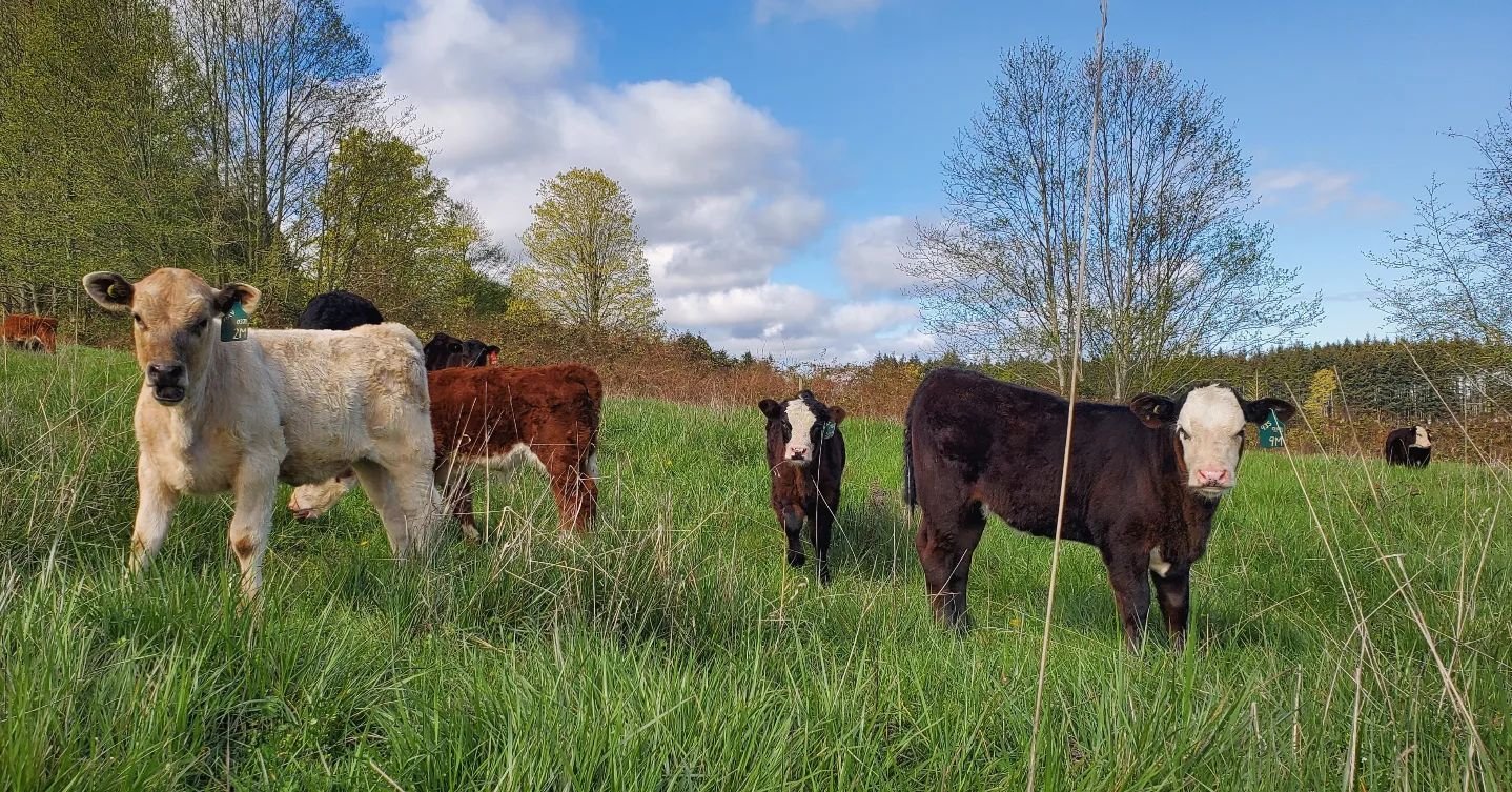 Happy Sunday!! 🌞
 
The sun is shining, the herd is soaking it up in the pasture, and our market is open until 5pm 🌾
 
#GrassFed #BuyLocal #grassfedbeef #myPQB #nanoosebay