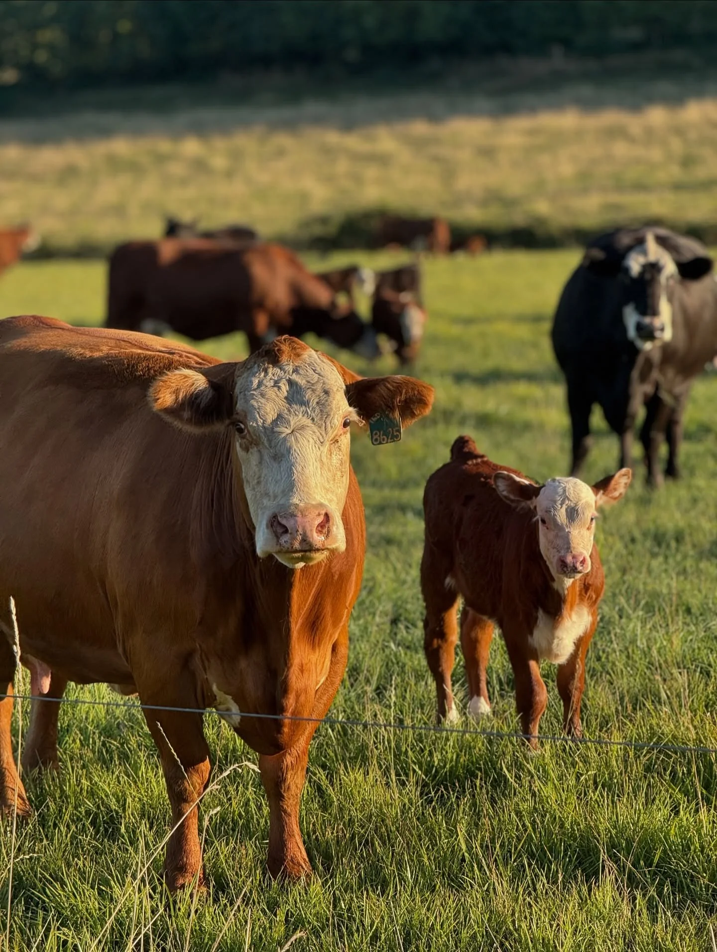 Fall Calving Update 🐮🍂

Our fall calving season is nearly complete &mdash; with just one more little one expected any day now.

The pastures have been full of new life these past weeks: calves sticking close to their mothers, nibbling at the grass,