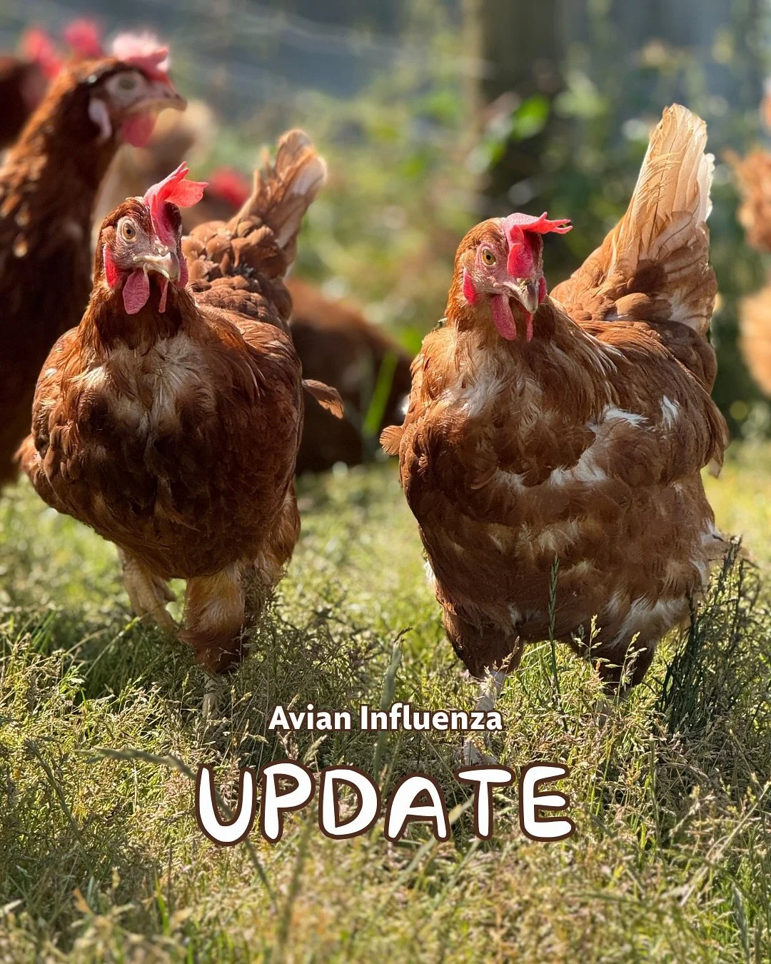 🐓✨ Update from the Hen House!

BC&rsquo;s Chief Veterinary Officer has put a new order in place to help protect our feathered friends from Avian Influenza during the migratory bird season. This means our free-range hens will be cozying up indoors fo