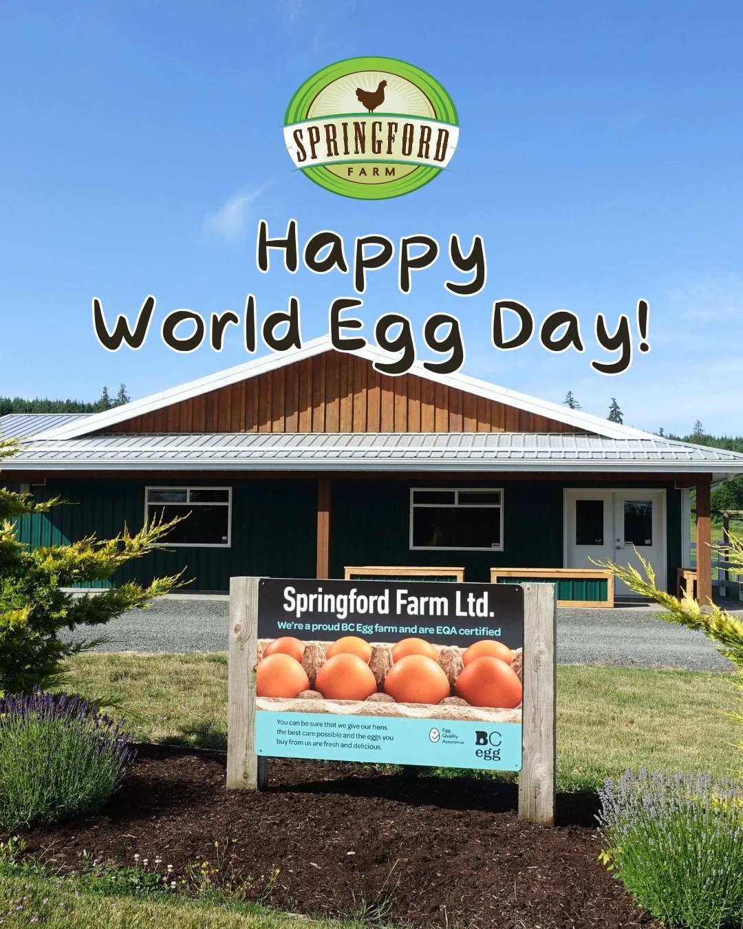 Happy World Egg Day! 🥚✨
 
At Springford Farm, we&rsquo;re egg-stremely proud of the care and consistency that goes into every egg we produce &mdash; fresh, local, and carefully handled right here on the farm.
 
But on World Egg Day, we&rsquo;re crac