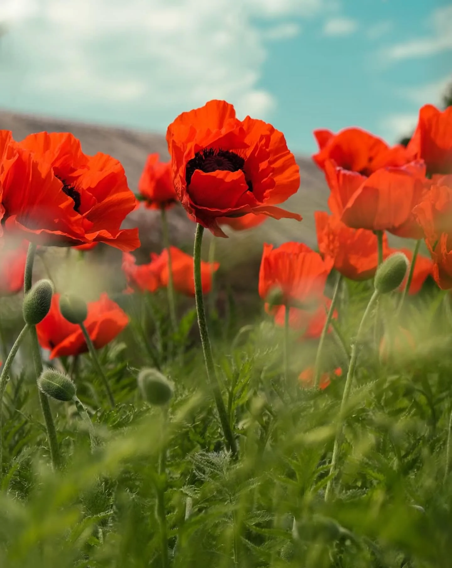 Honouring the courage, remembering the sacrifice.
Lest we forget ❤️