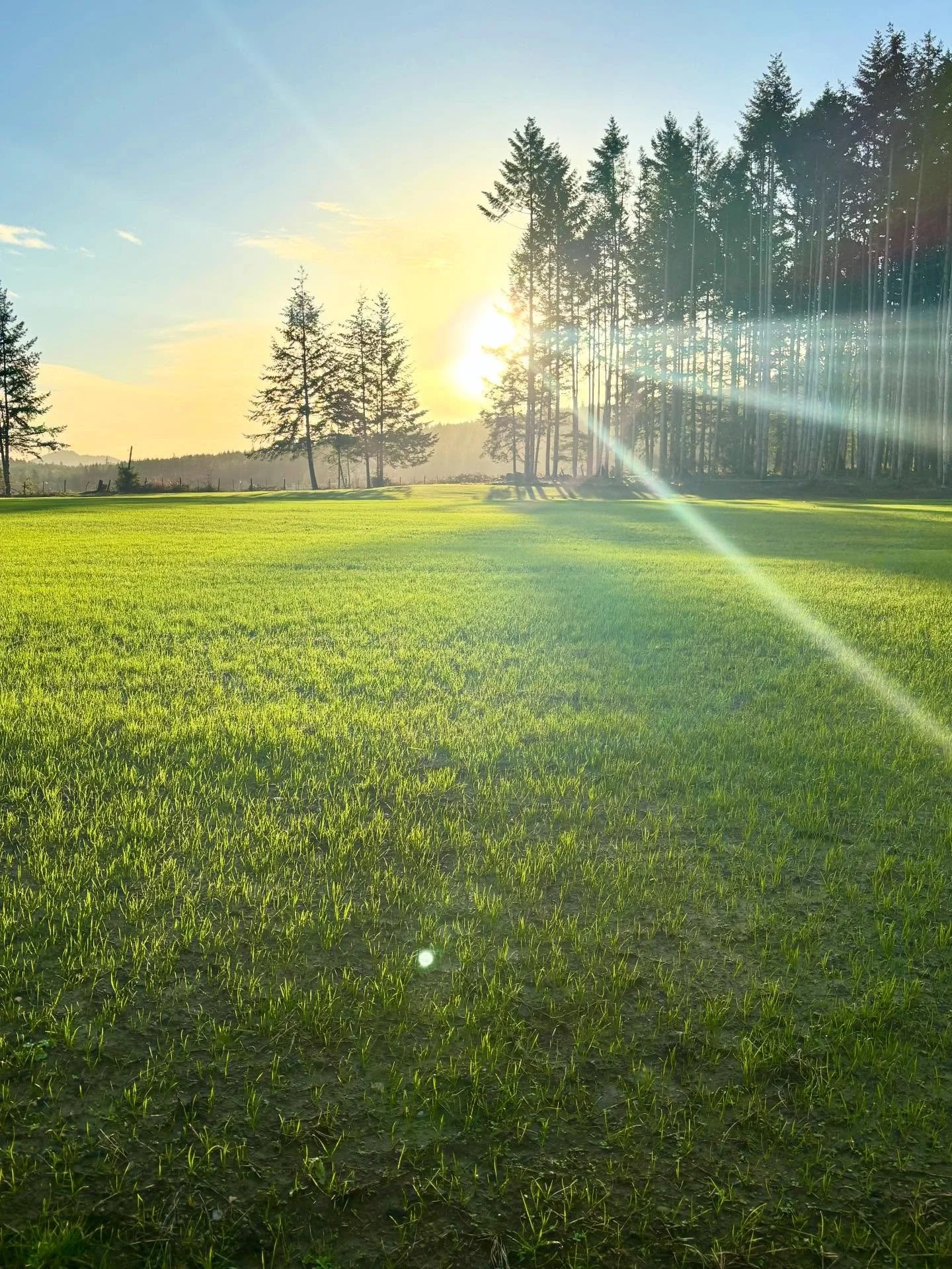 Beauty start to a Sunday in a normally dreary part of the year. 

Checking on new grass seeding, seeded Oct 10th. Pretty happy with the results 

🌾 Dexter PRG - Pacific Forage