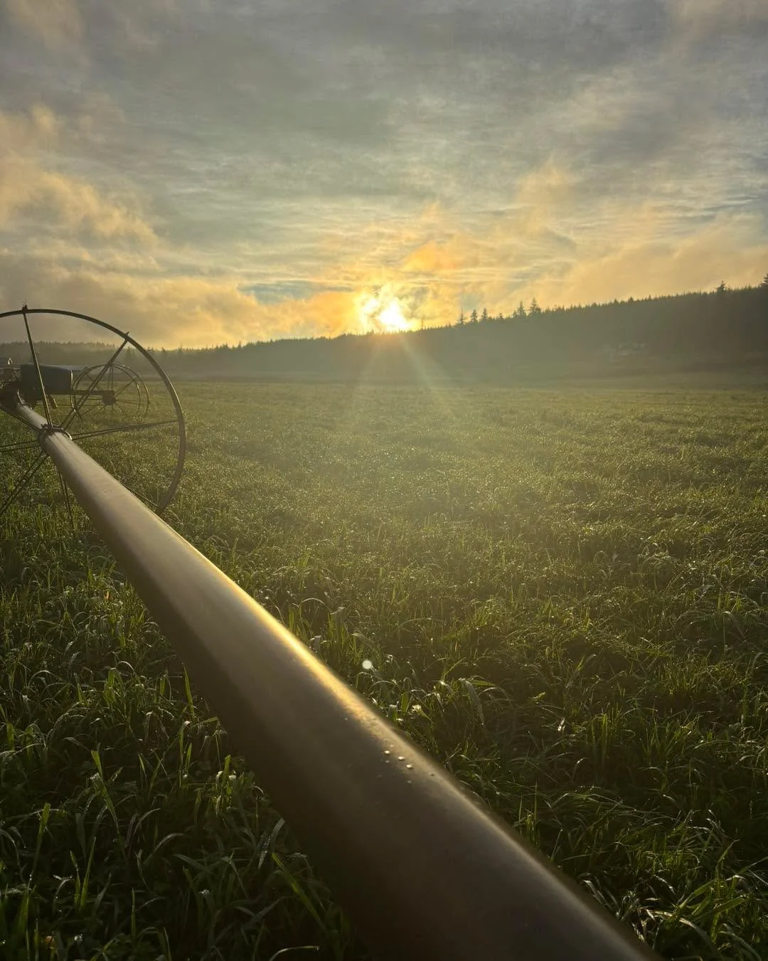 A little respite from this torrential rain we've been having. 

We are thinking of all our farming colleagues, affected by the floods and challenged by logistics due to the heavy rain we've been receiving.