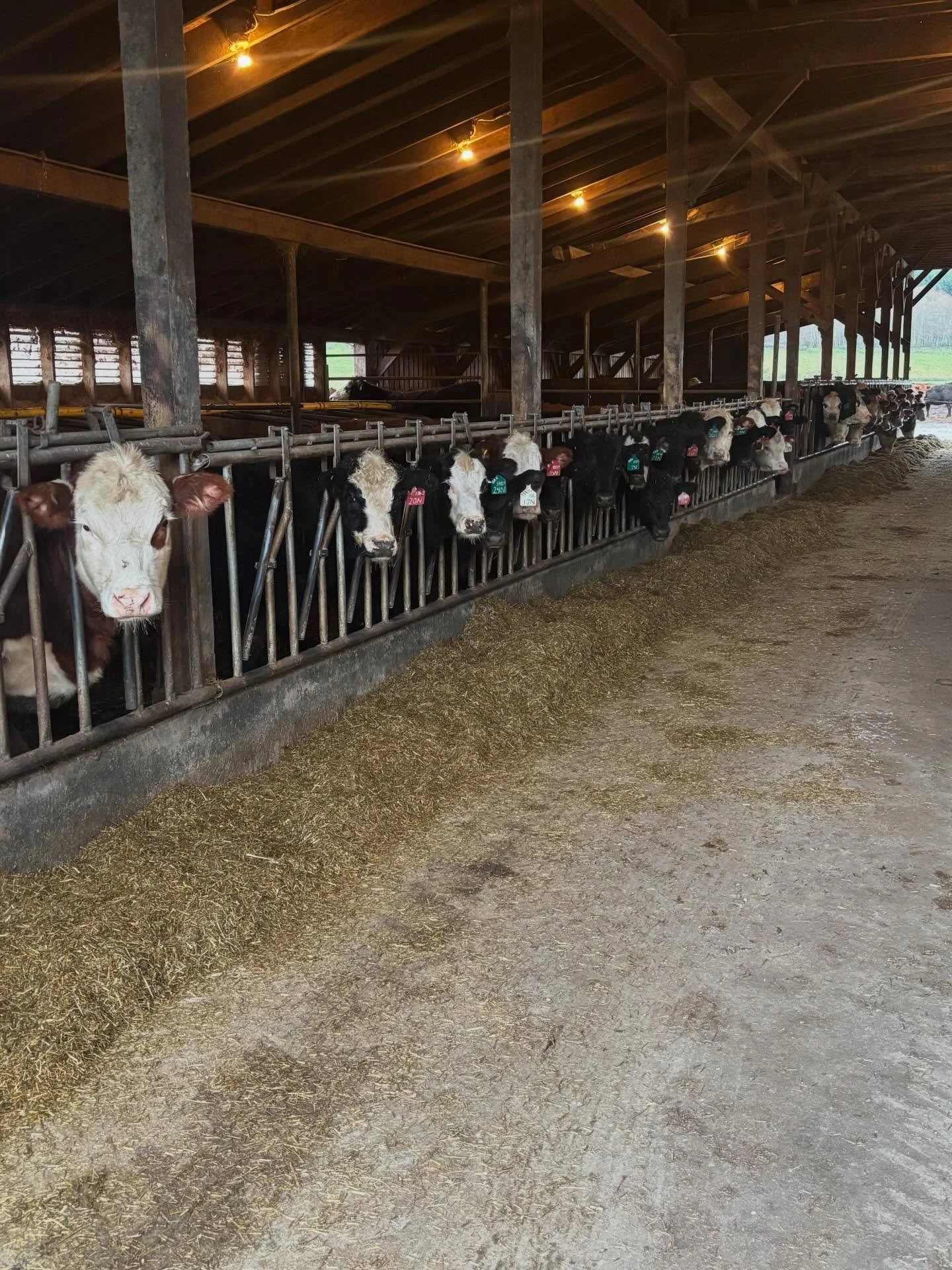 While most people are easing into Christmas morning, the farm day starts the same as always. The cows don&rsquo;t know it&rsquo;s December 25th. The hens aren&rsquo;t counting down to anything. Everyone still needs feeding, watering, and care - no ma