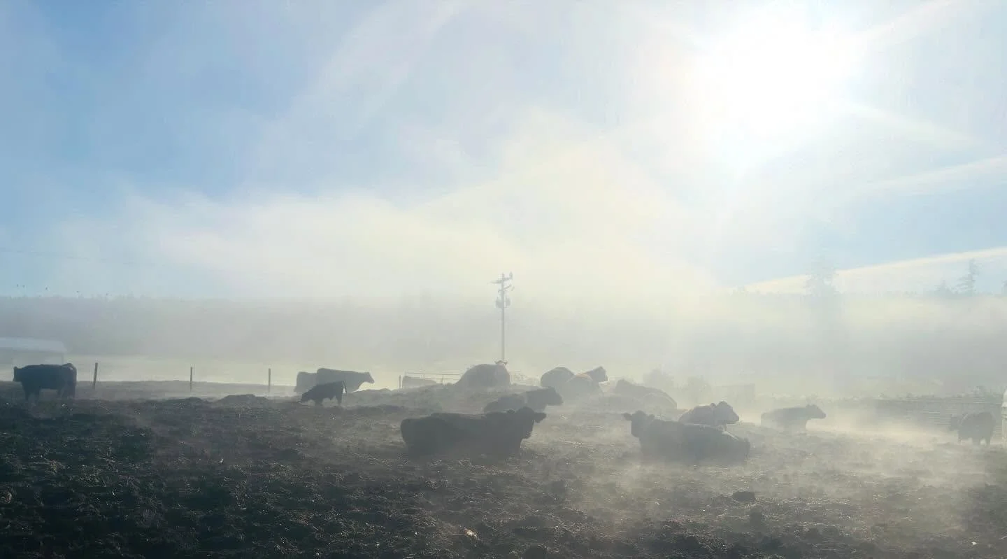 Cold sunny day, warm steamy cows 🐮☀