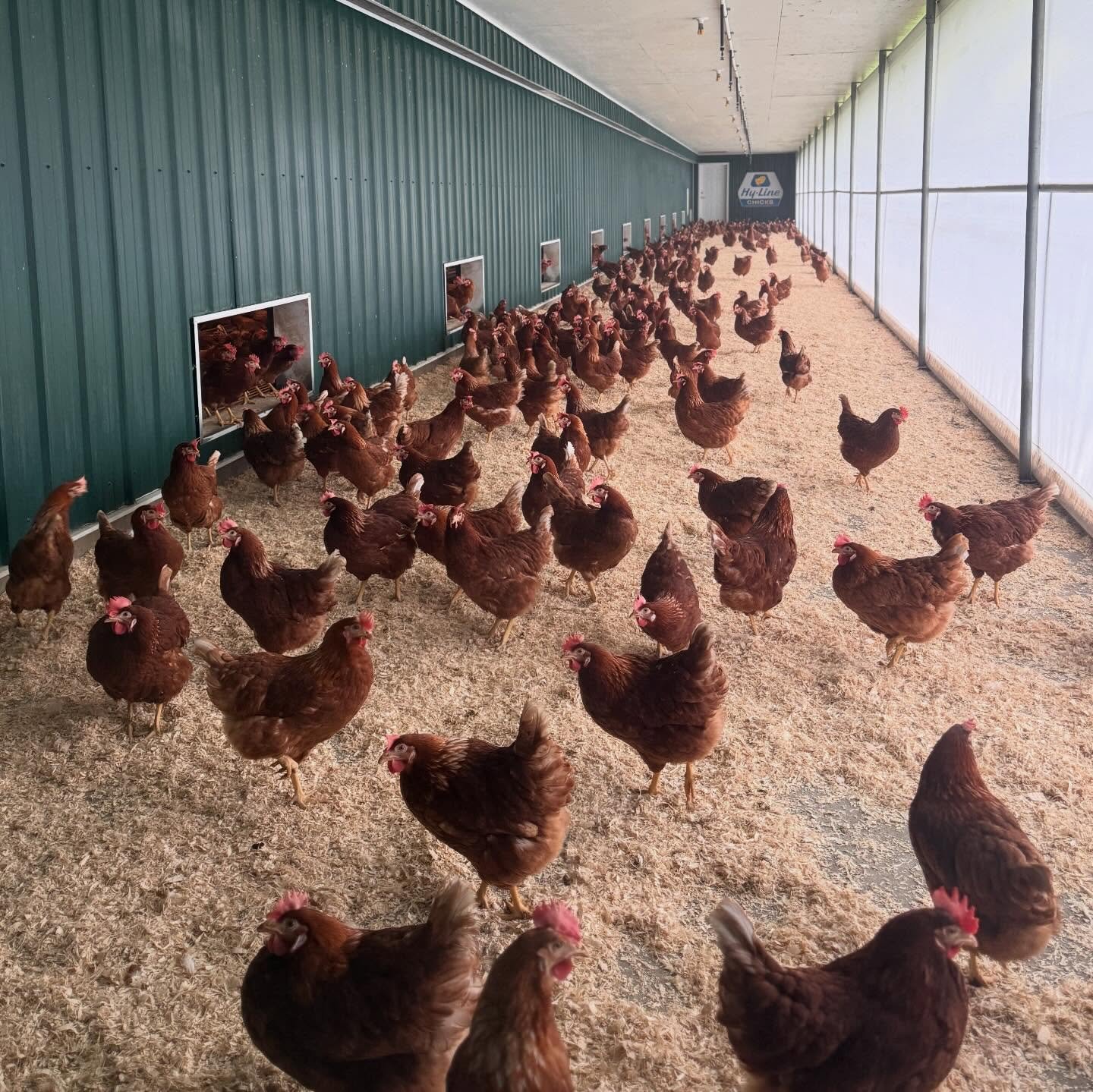 Our lovely ladies are enjoying socializing and dust bathing in their Winter Garden today 😍
 
In our free range system, their winter garden gives them access to plenty of fresh air and daylight ☀. This area keeps our girls sheltered from poor weather
