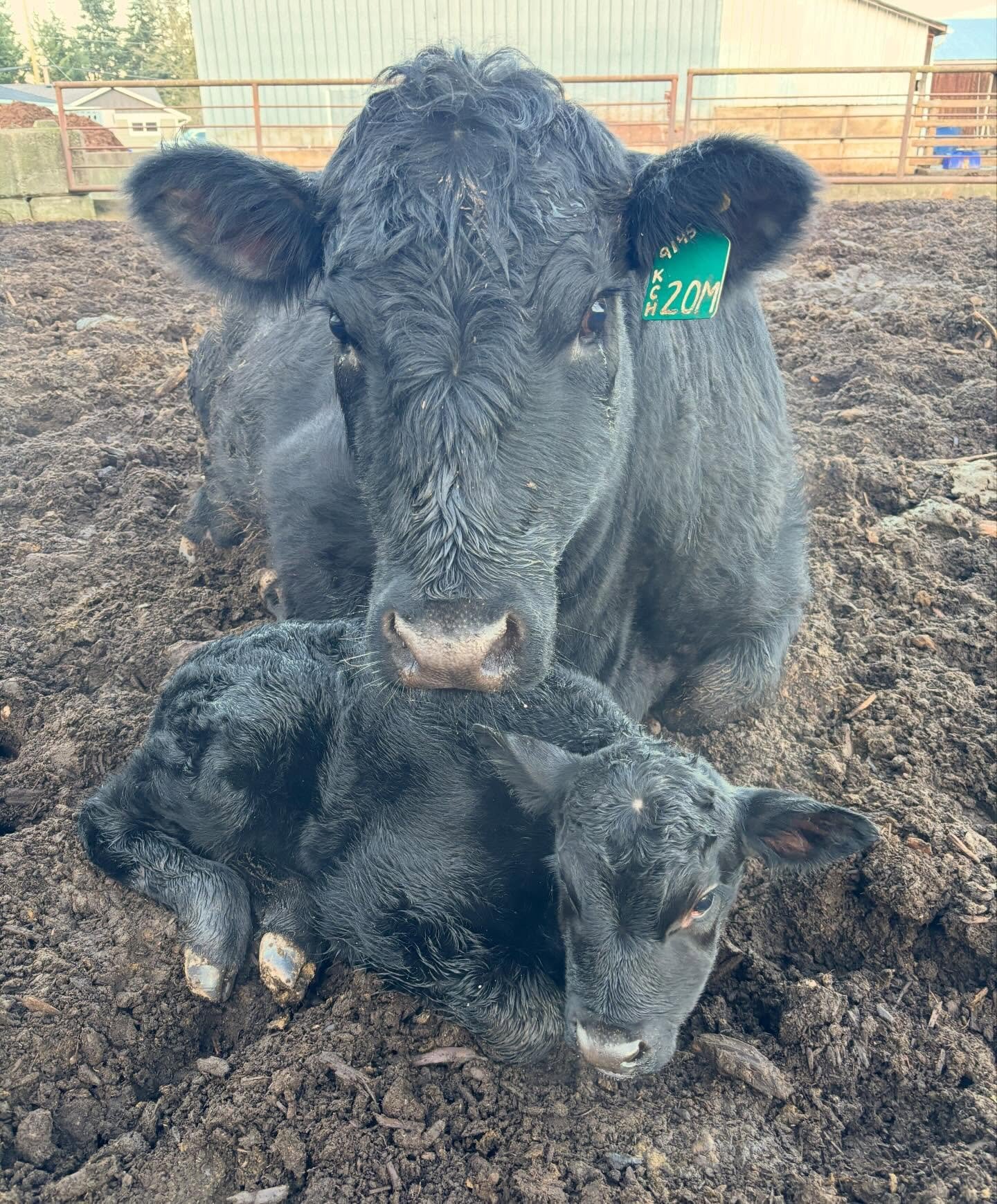 💘 Happy Valentine's from this udderly perfect pair 🥰
 
Just two more calves to come before we wrap up our spring calving season! 🐮