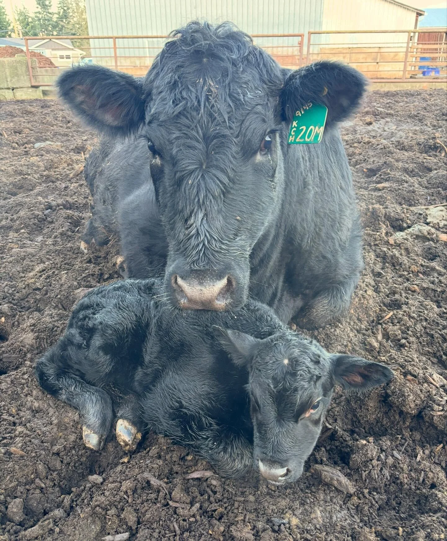 💘 Happy Valentine's from this udderly perfect pair 🥰
 
Just two more calves to come before we wrap up our spring calving season! 🐮