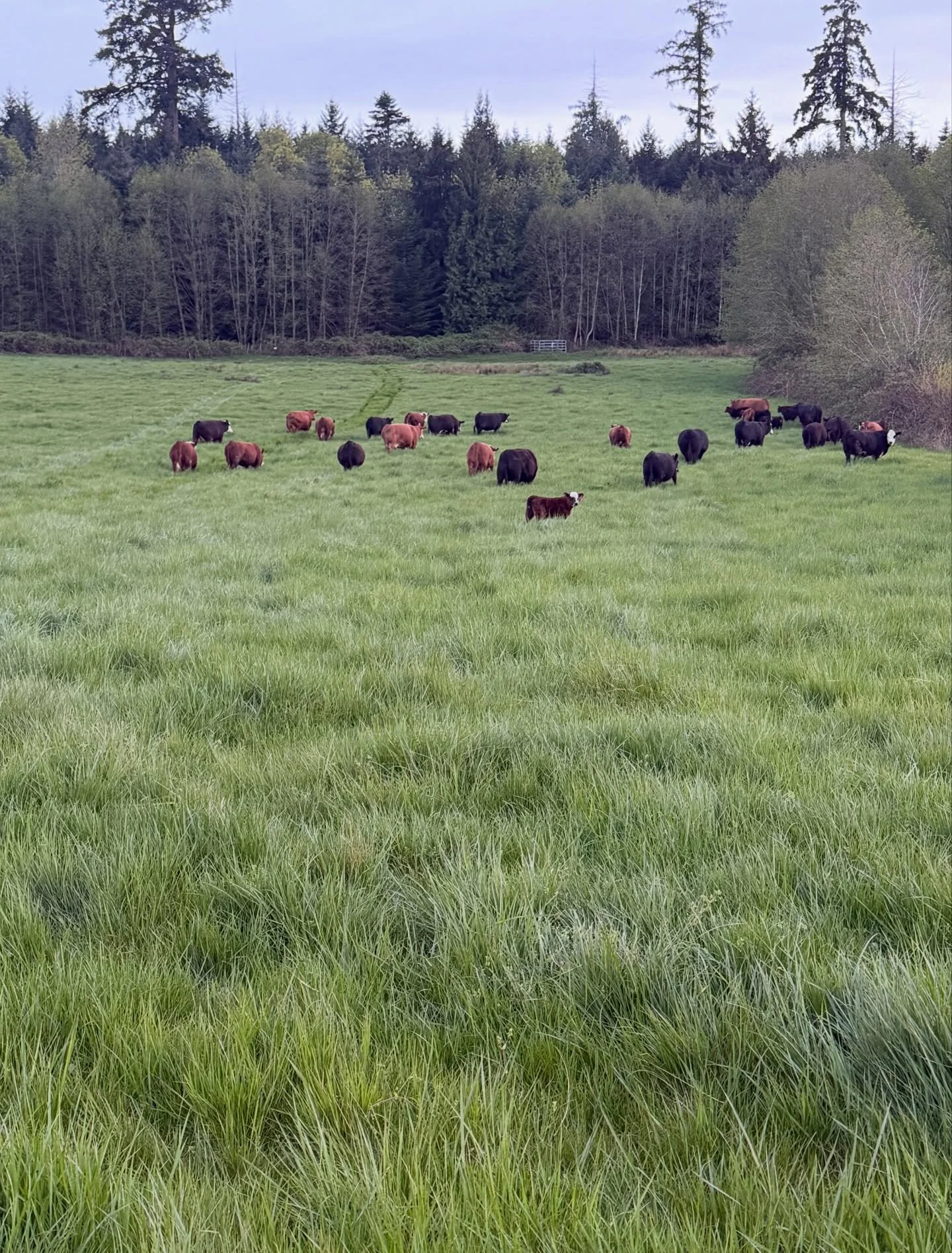 Happy Earth Day from the farm 🌍

In farming, Earth Day isn&rsquo;t really just one day. It&rsquo;s watching the grass and knowing when it's ready. It's reading the sky before you make a plan. It's feeling the season turn before the calendar tells yo