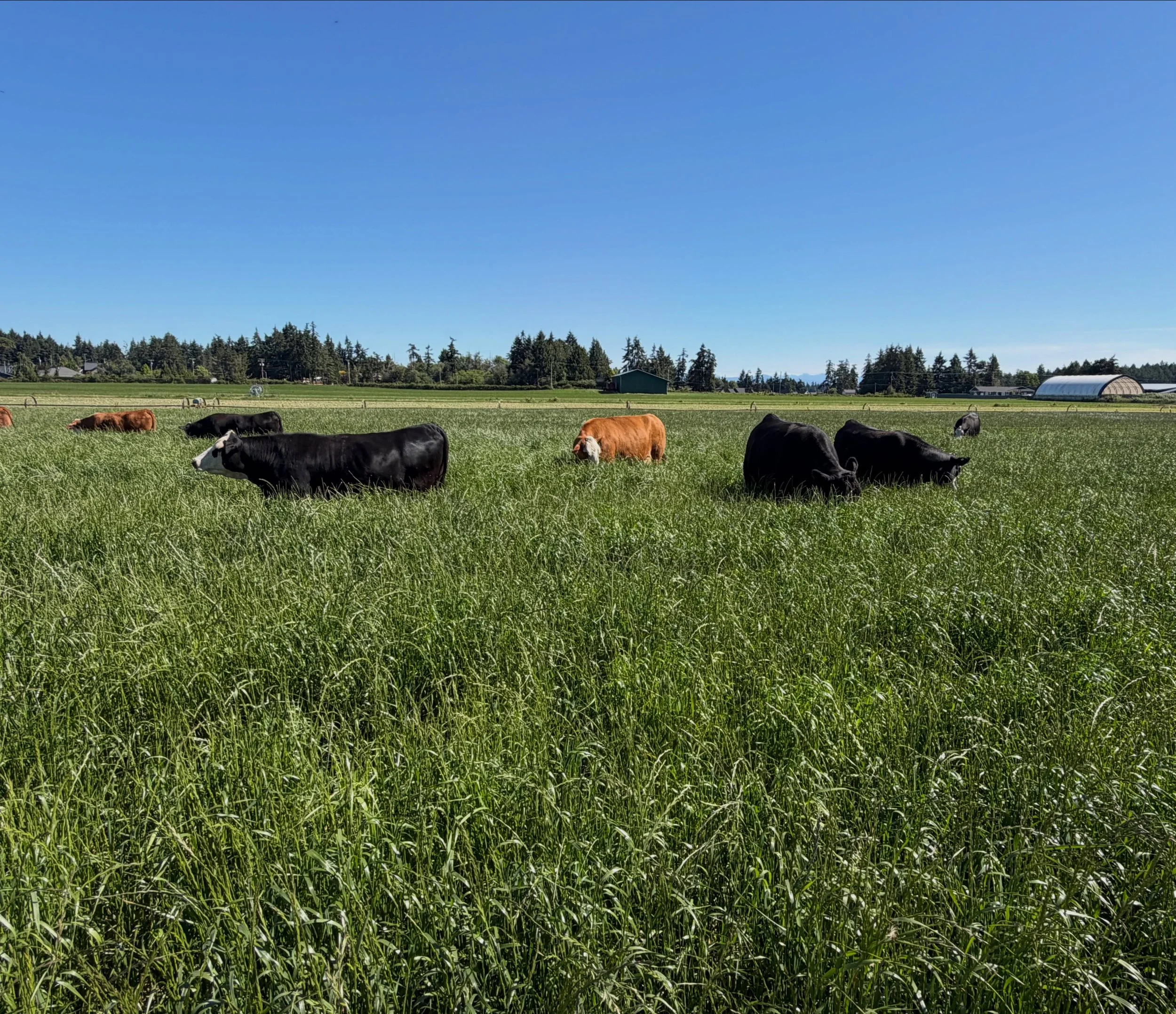 Belly-deep in grass and making the most of it 🌾🐮
 
Not many better feelings as grass-fed beef farmers than seeing cattle grazing pasture at its best.