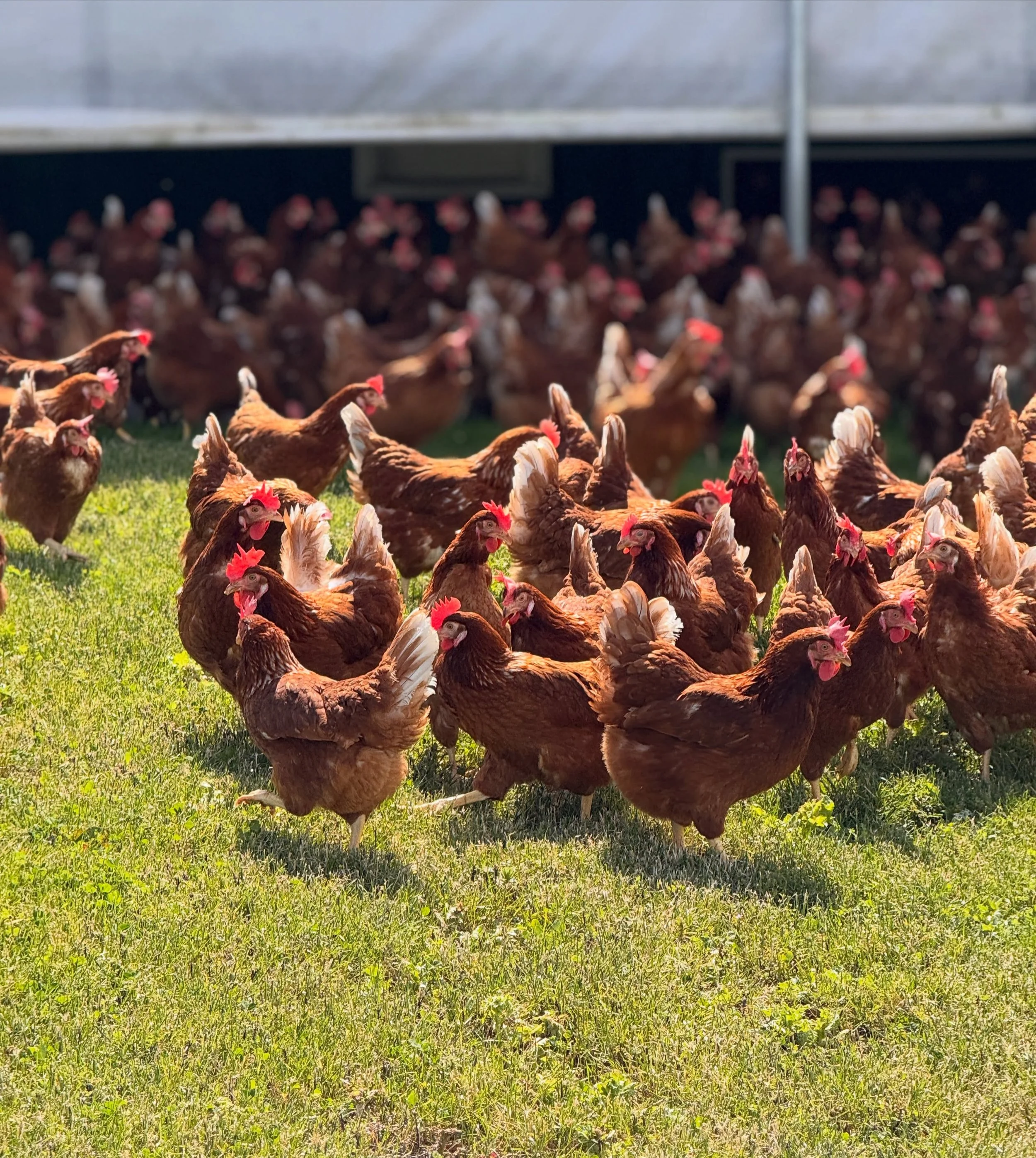 EGG-CITING NEWS!☀️🐔
 
Our hens are officially back out on their range and enjoying the fresh air, sunshine, and all the farmyard adventures they&rsquo;ve been missing.
 
After spending the past several months indoors following Avian Influenza restri