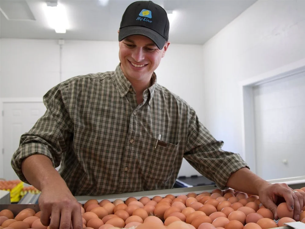 Eggs — Springford Farm