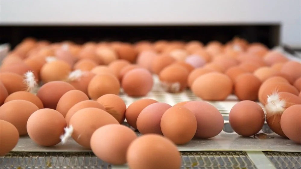 Farm Market — Springford Farm