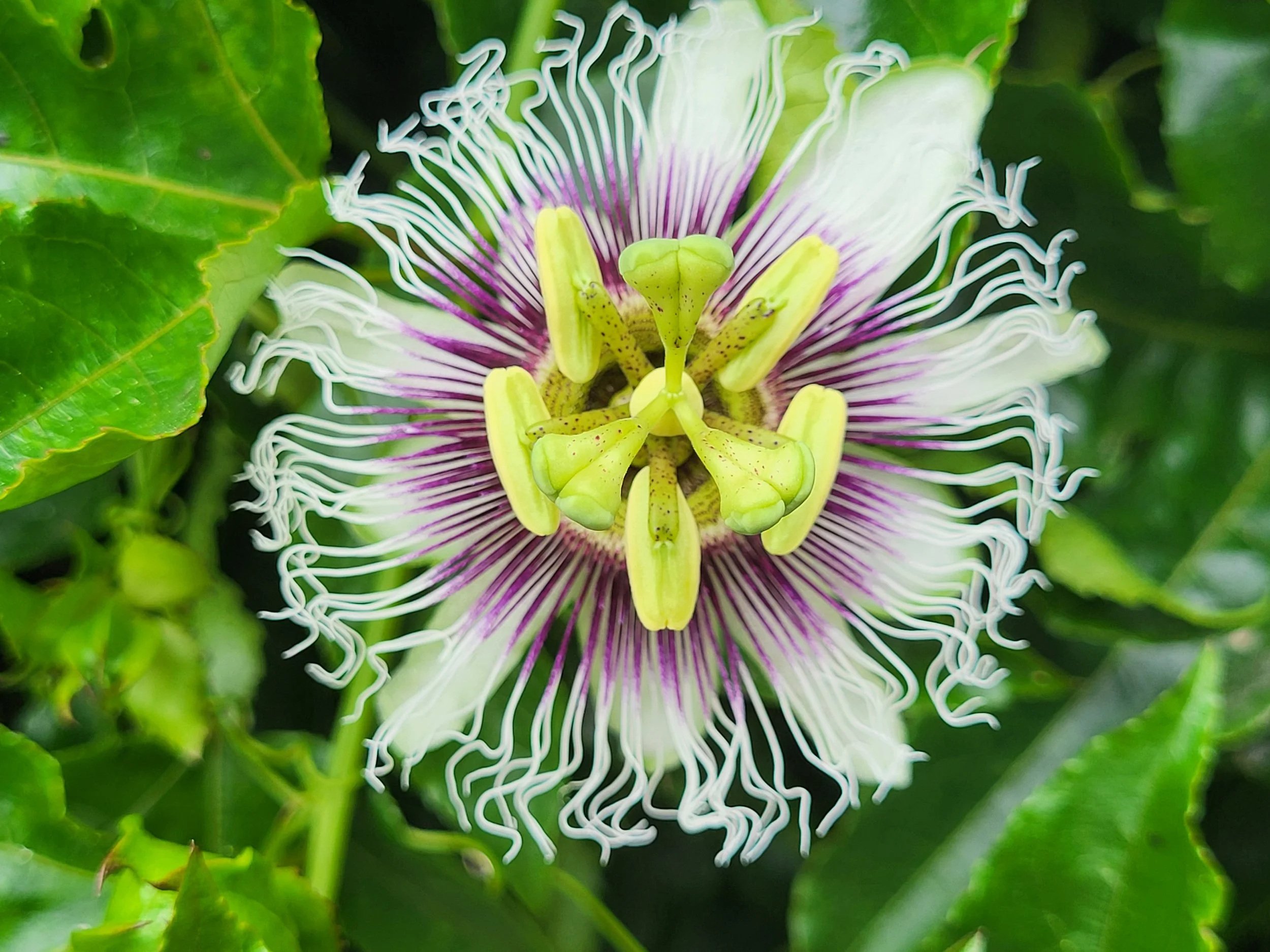 Passion Flower