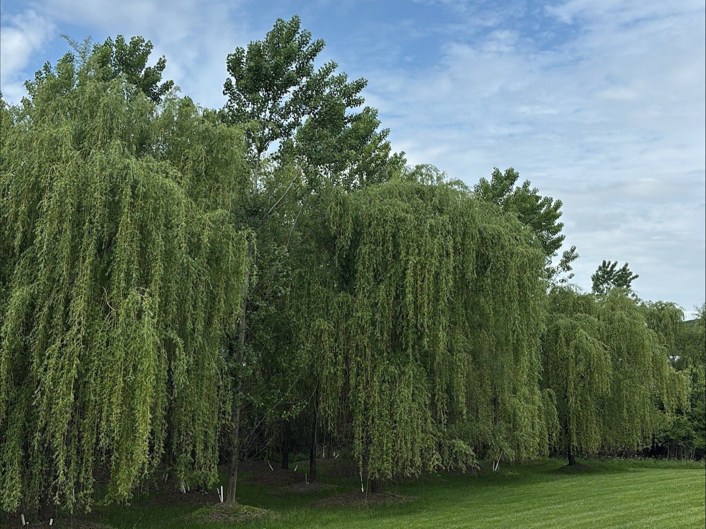 Poplar and willow remediation plot.jpg