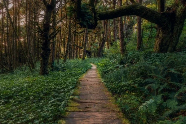 Wood plant path through a green old growth forest