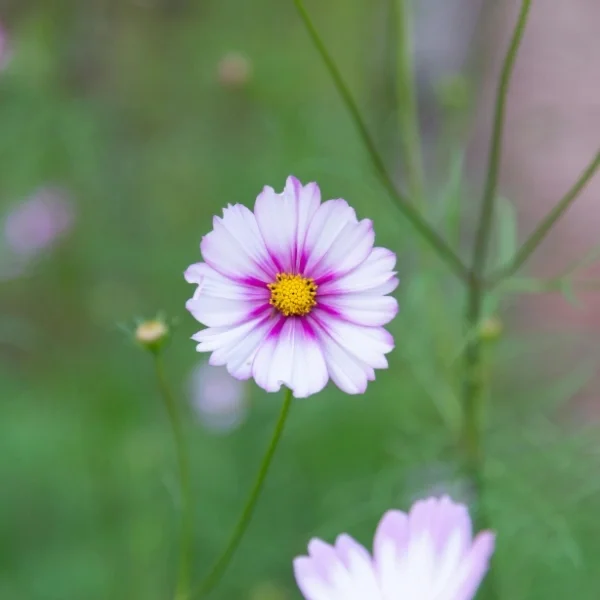 White and pink flower closeup